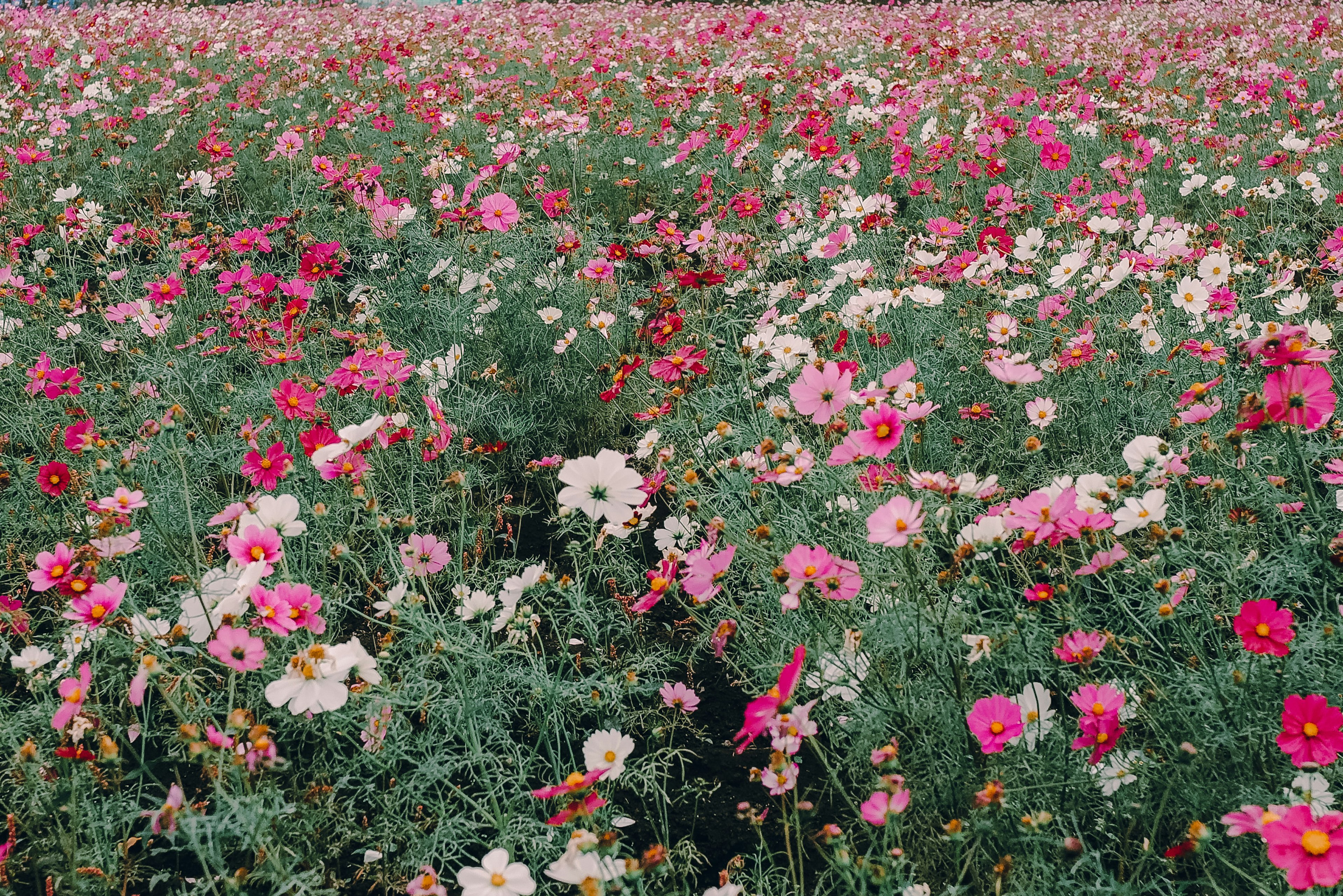 Vast flower field filled with vibrant pink and white cosmos flowers