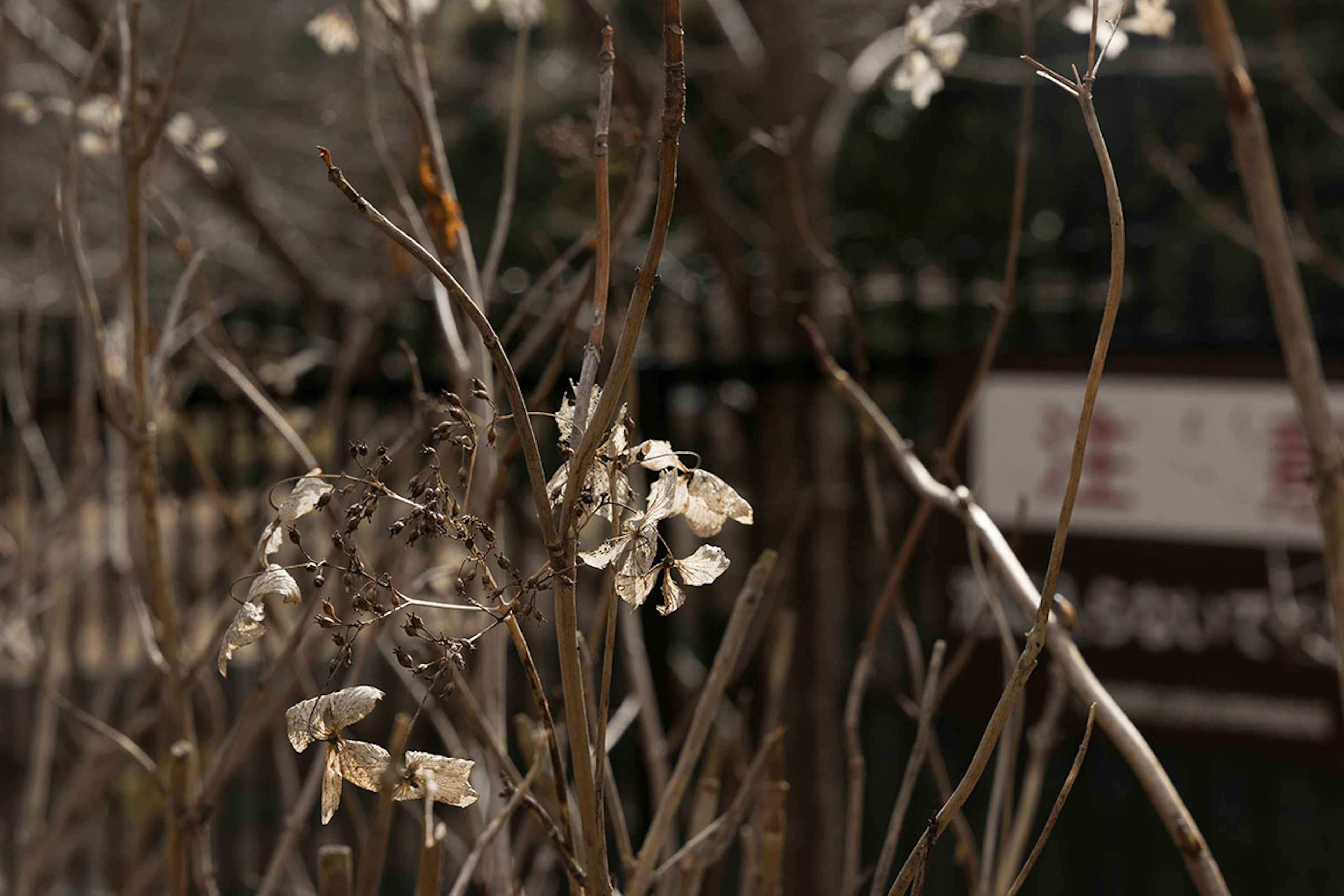 Dried plants with white flowers in front of a fence