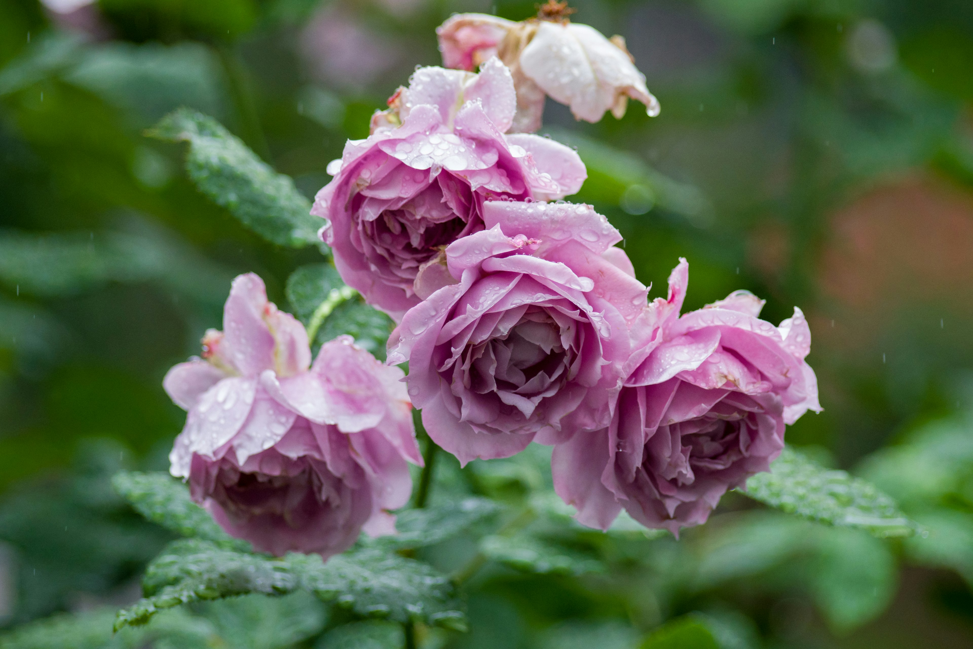 Bild zeigt mehrere blasslila Rosen in Blüte