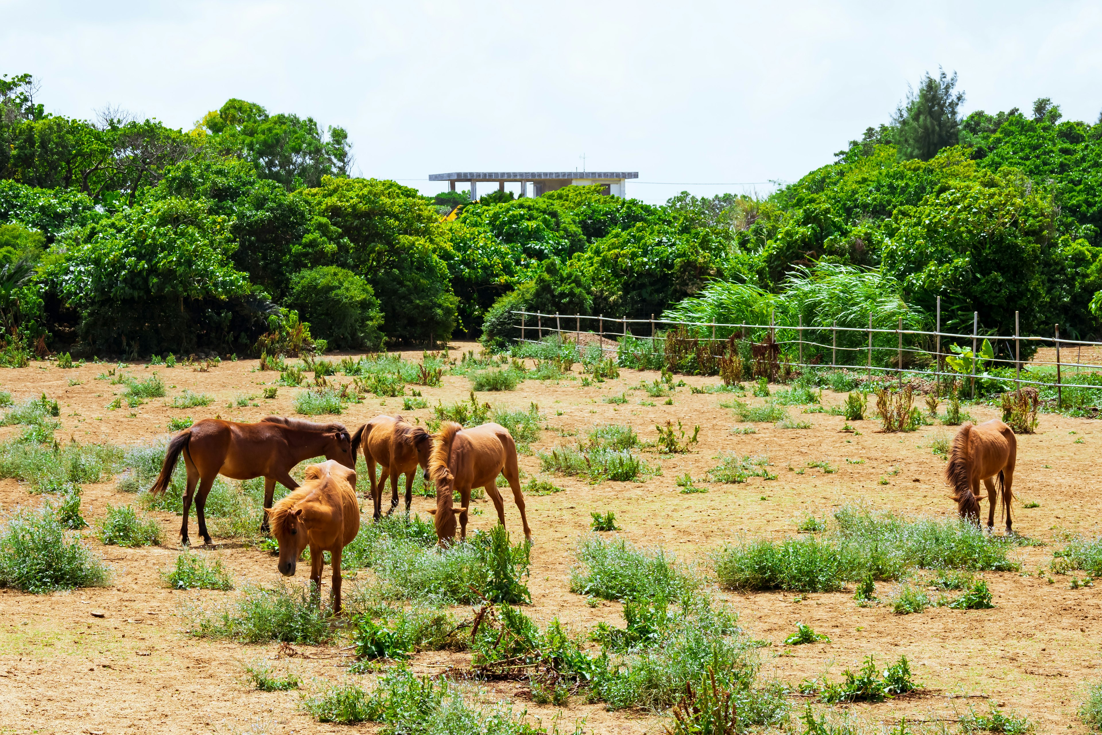 緑豊かな草原で草を食べる数頭の牛と背景の建物