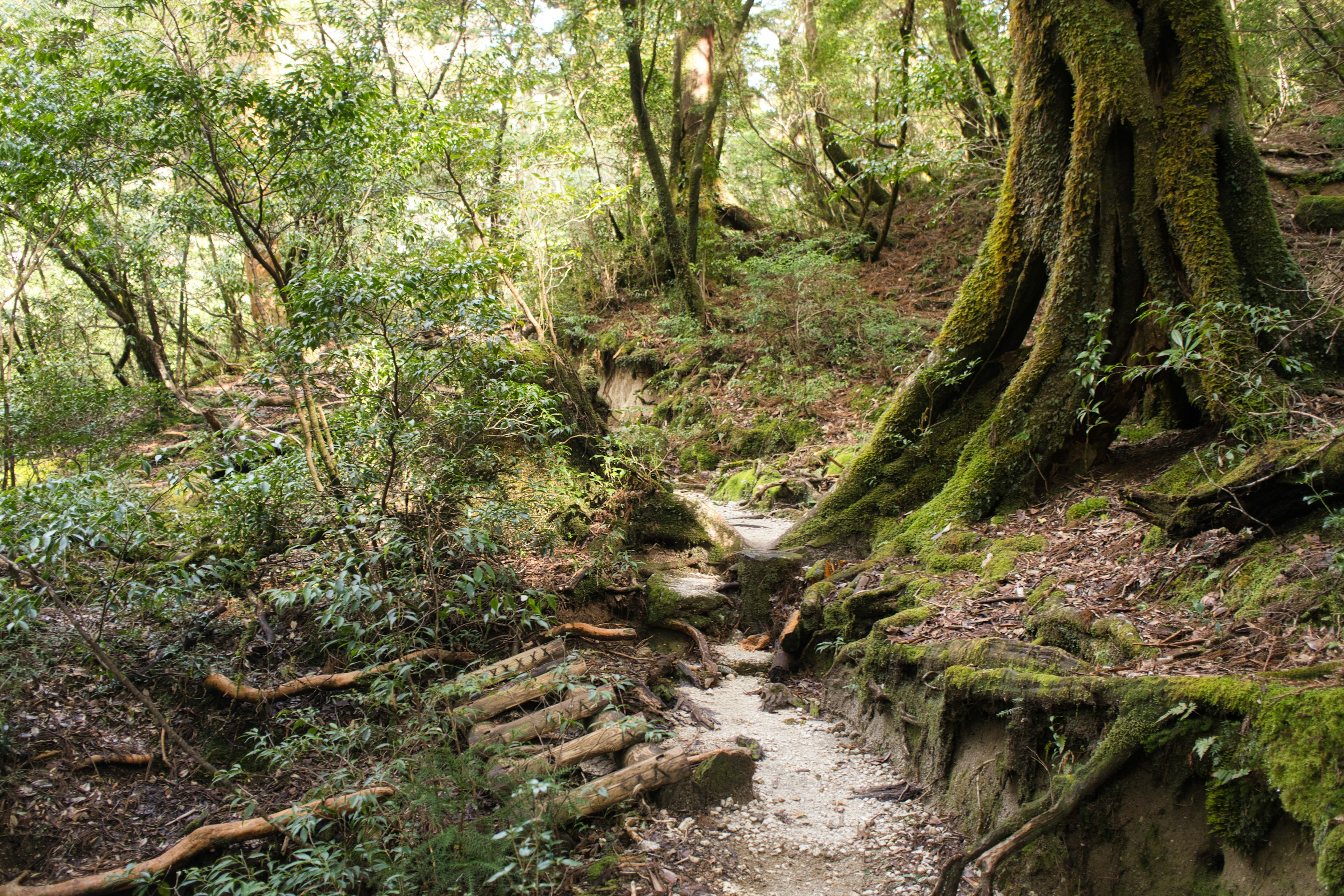 Sentiero panoramico attraverso una foresta lussureggiante con alberi coperti di muschio