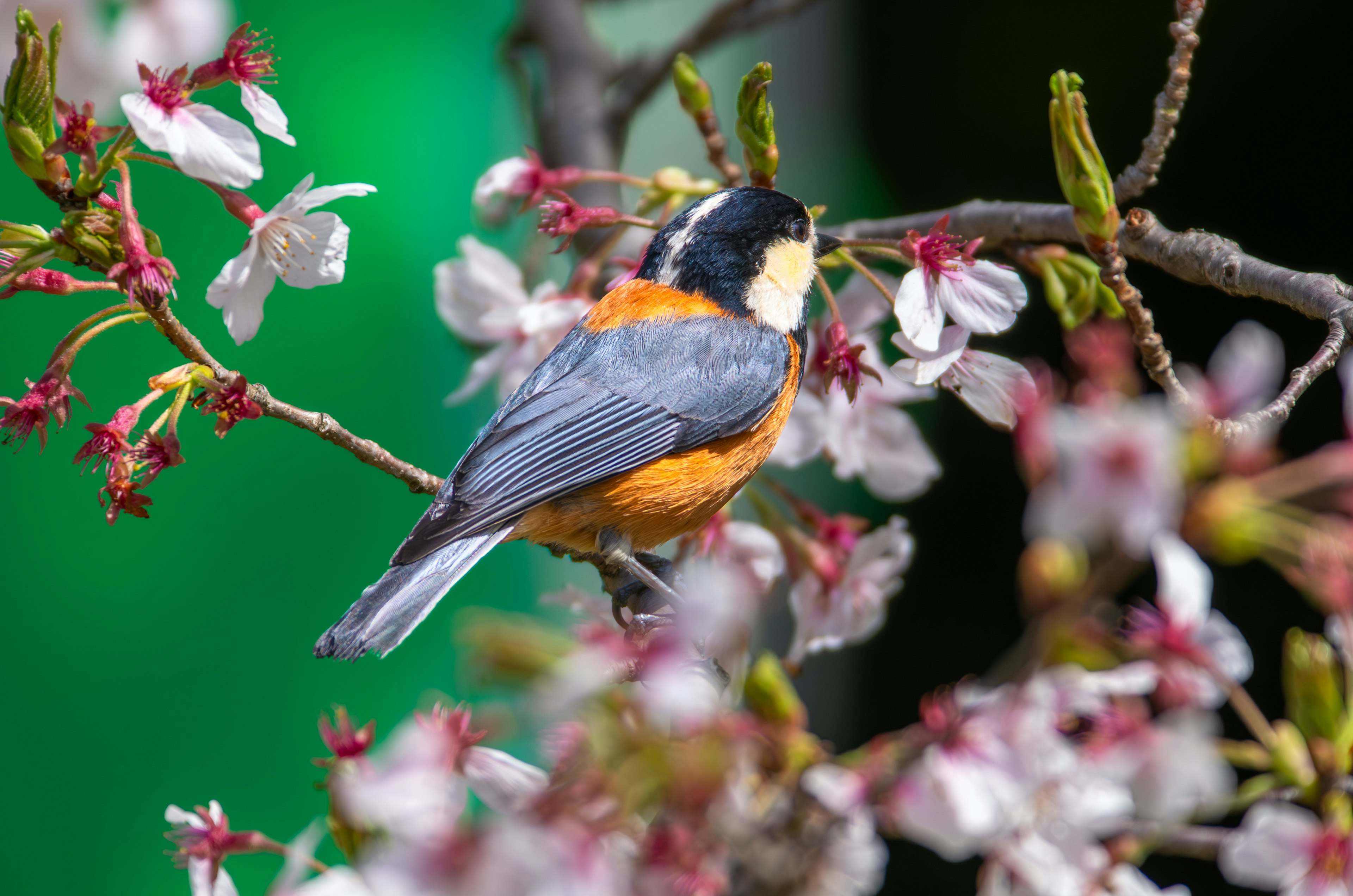 Oiseau au ventre orange perché parmi les fleurs de cerisier