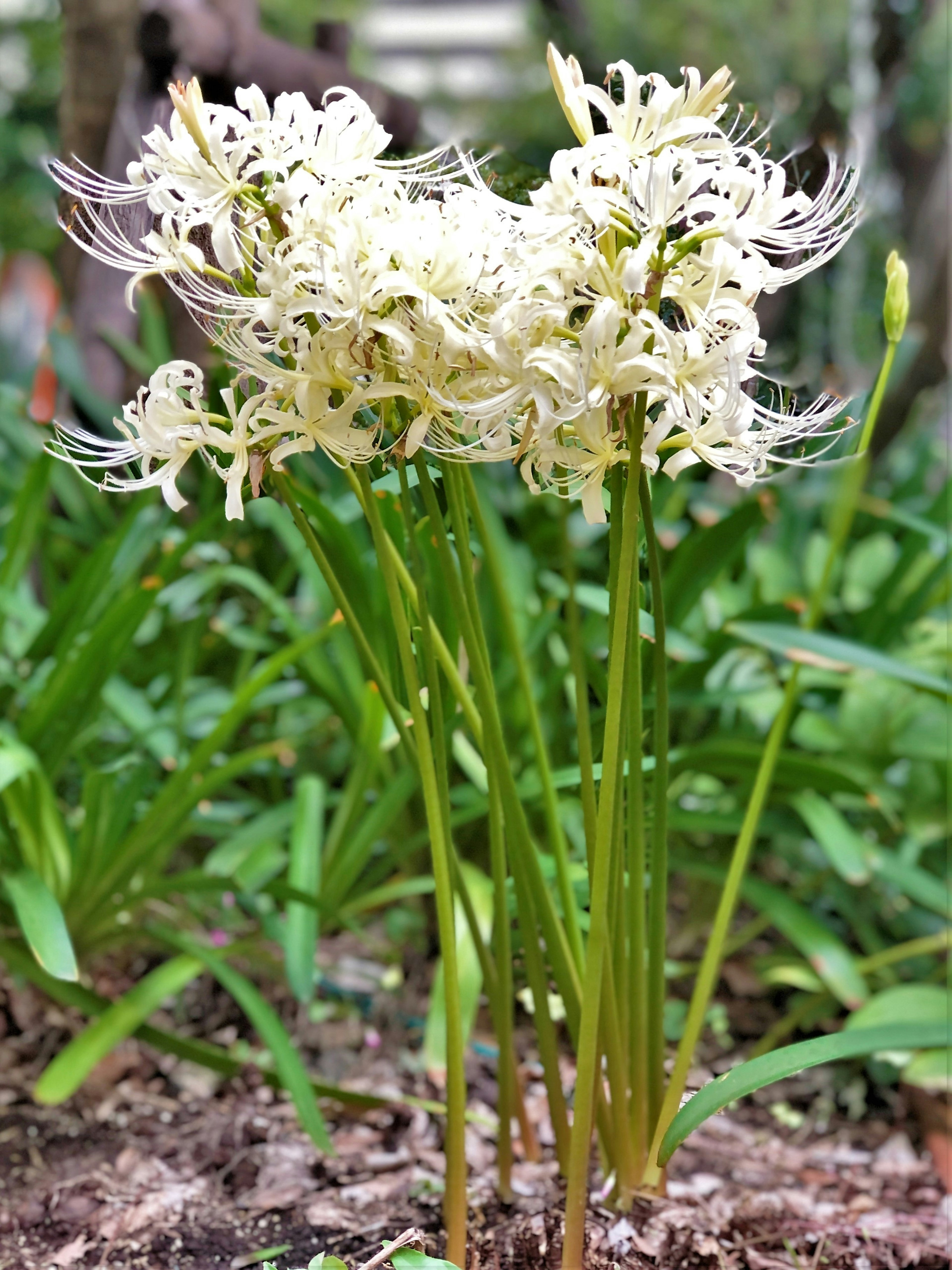 Groupe de fleurs blanches avec des pétales longs et délicats