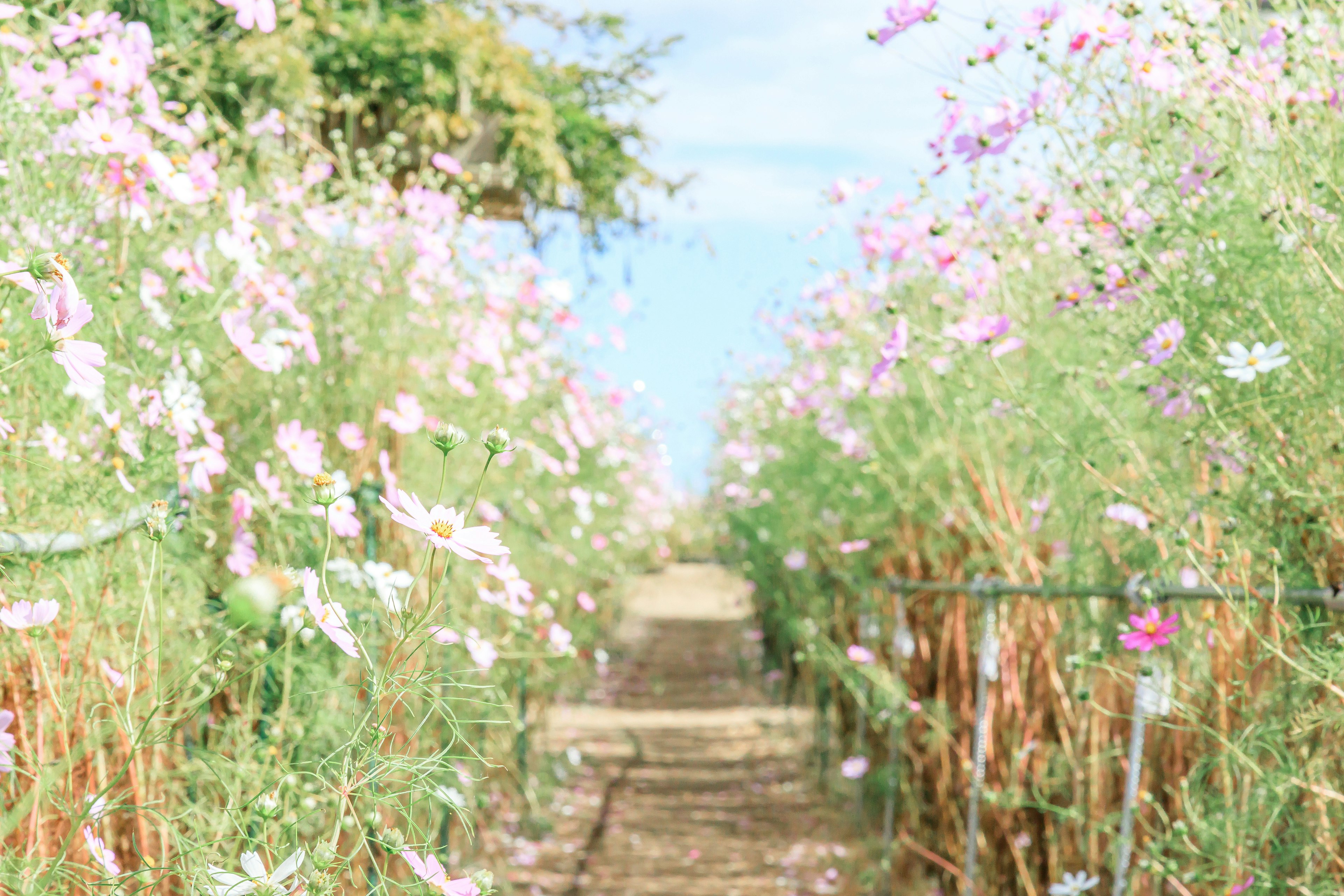 Weg umgeben von blühenden Blumen und Grün