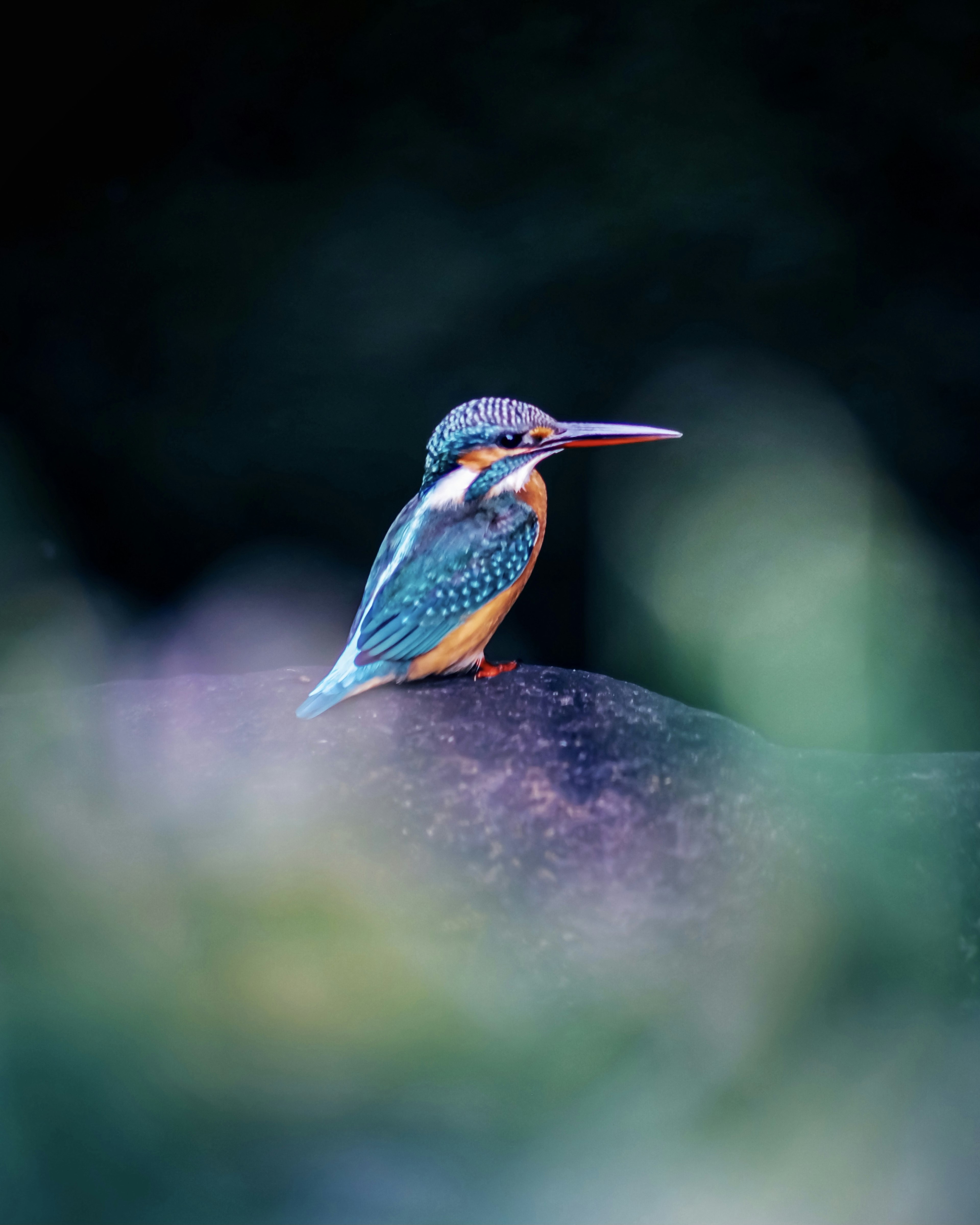 Vibrant kingfisher perched on a rock