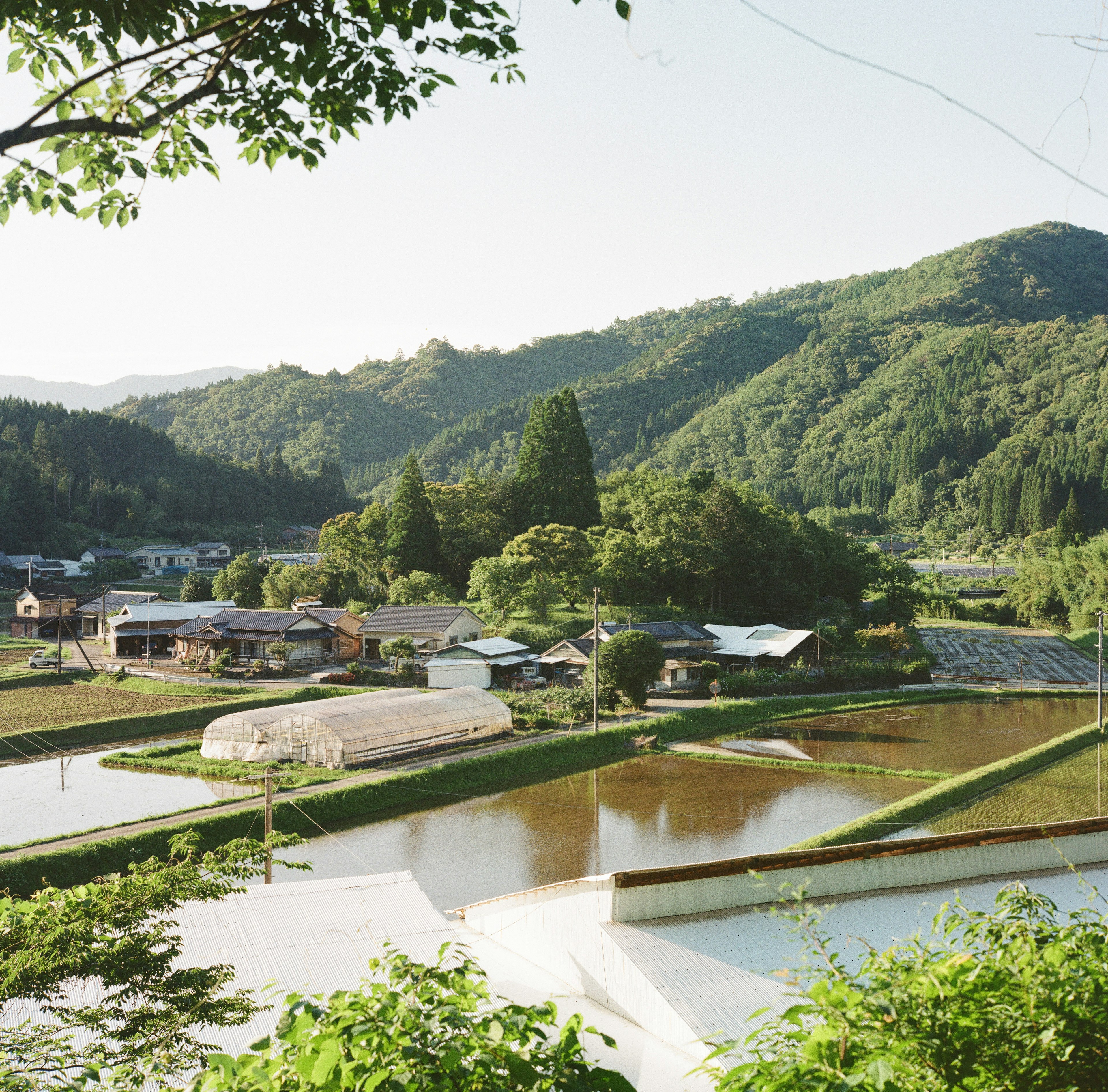 静かな日本の田園風景、緑の山々と水田、農家の建物が見える