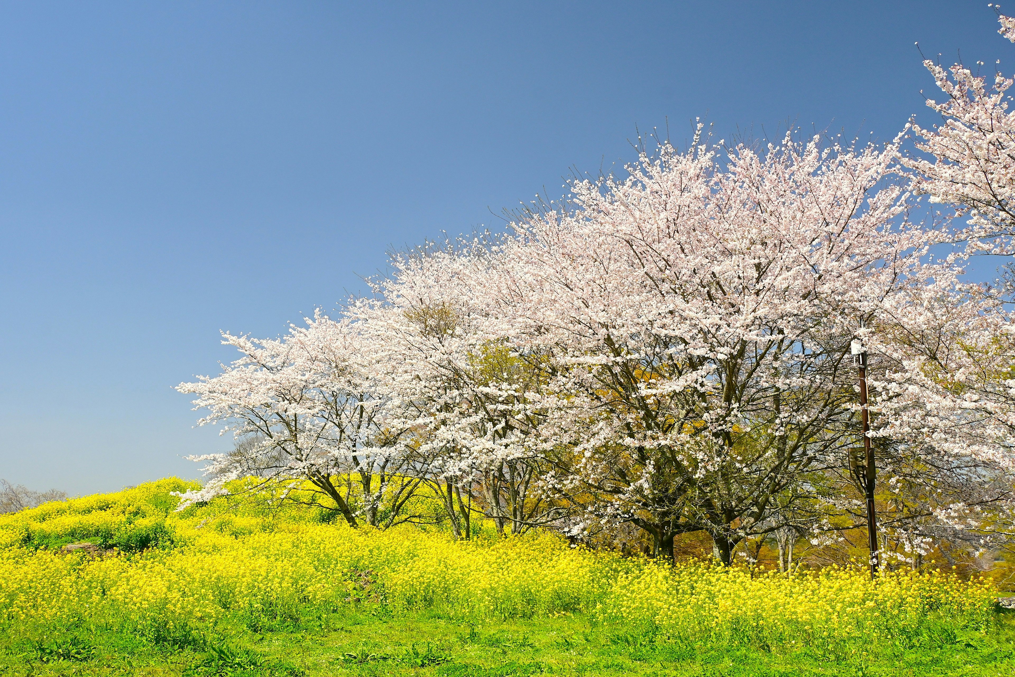 Cherry blossom trees under a blue sky with a field of yellow flowers