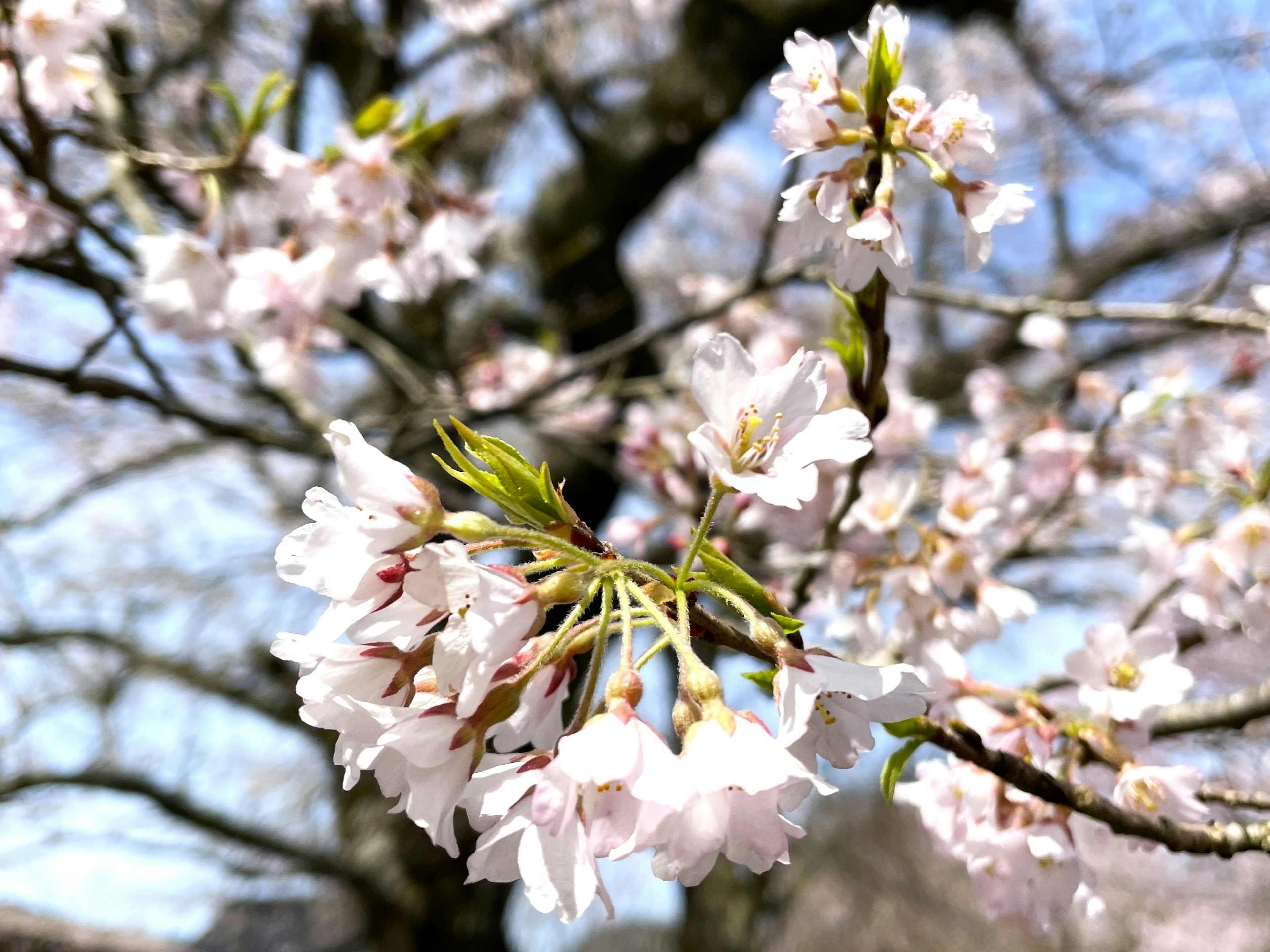 Kedekatan bunga sakura di cabang