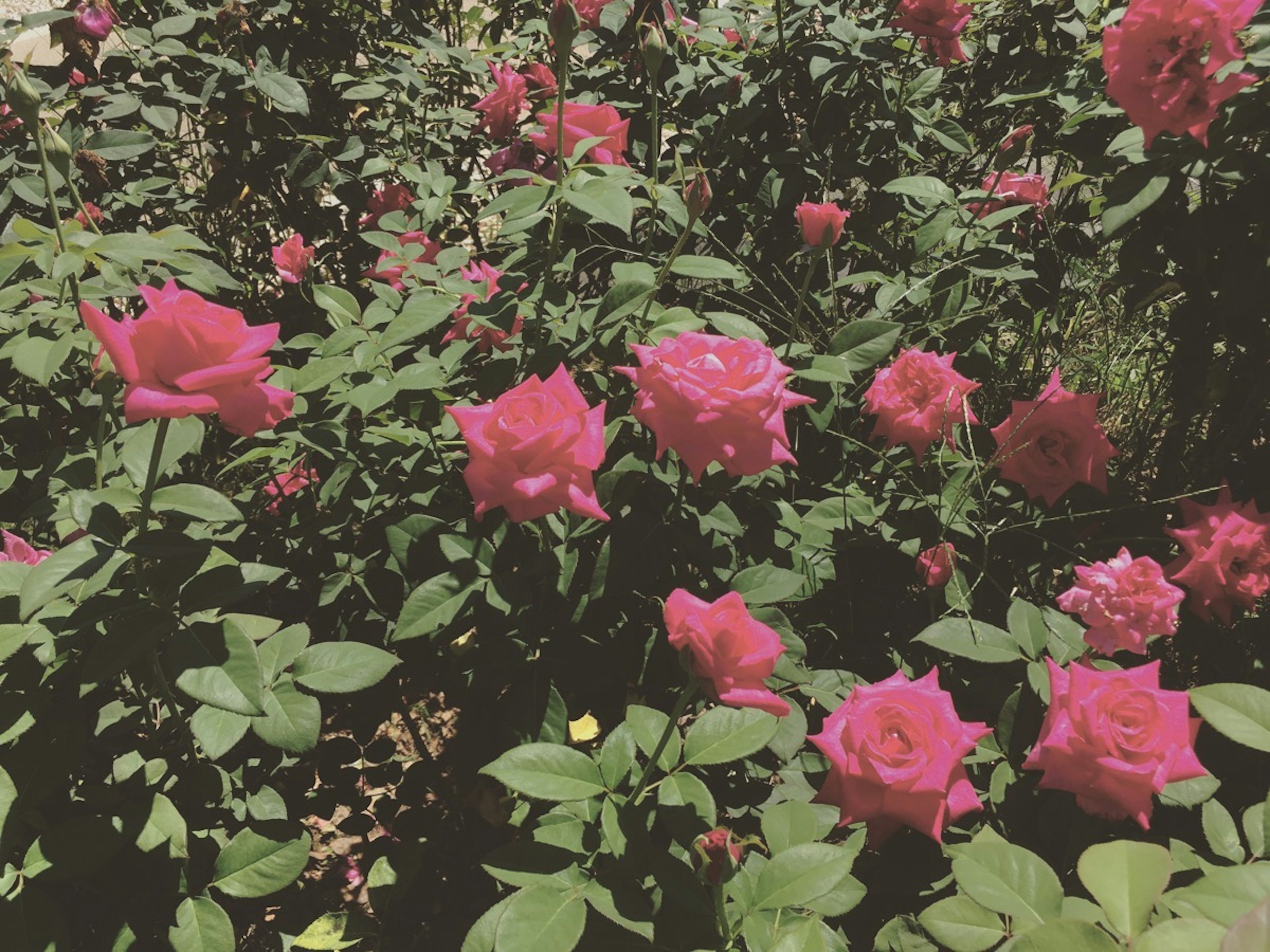 Rosa rosa vivace che fiorisce in un giardino