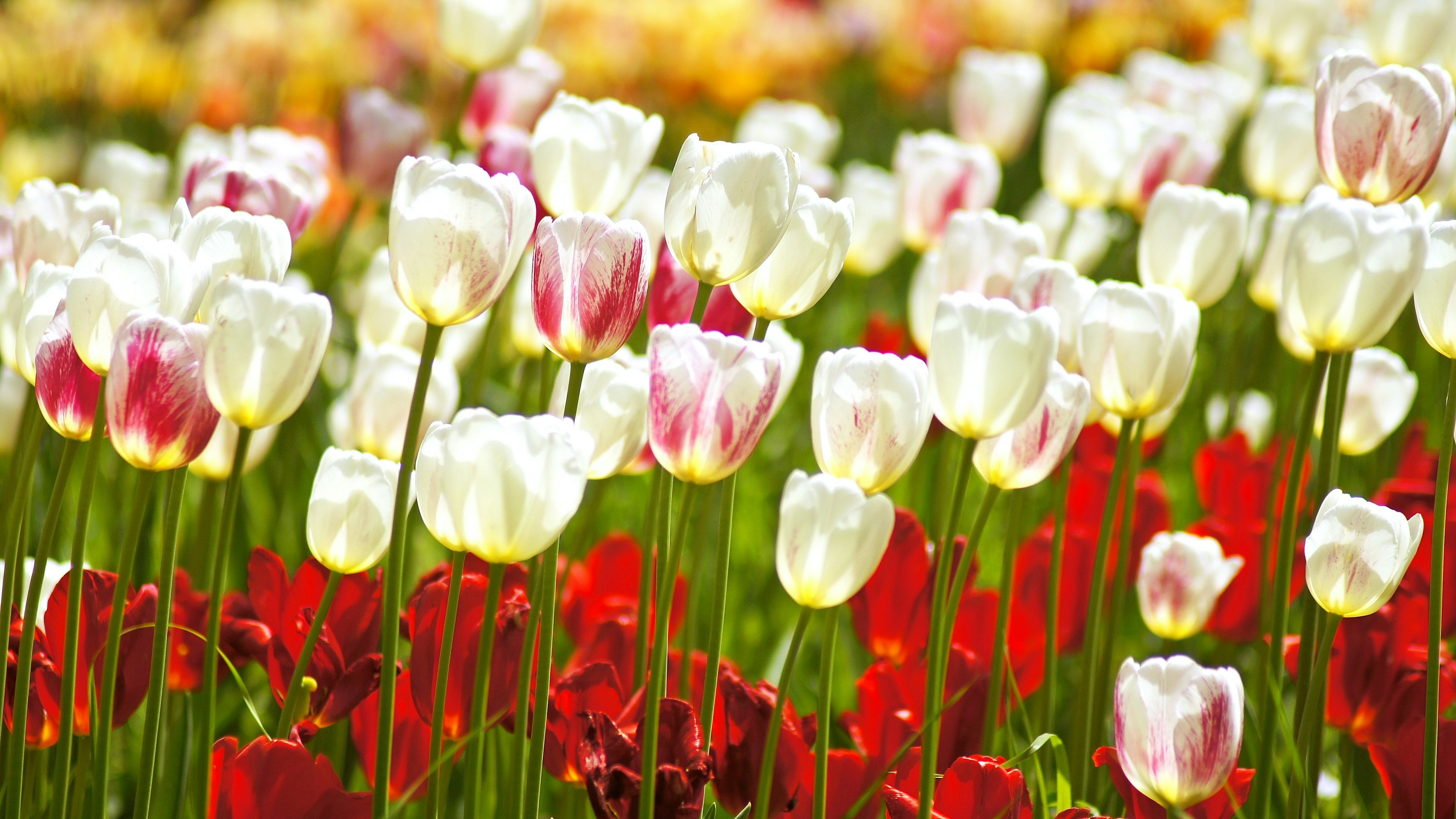 Bunte Tulpen blühen auf einem Blumenfeld