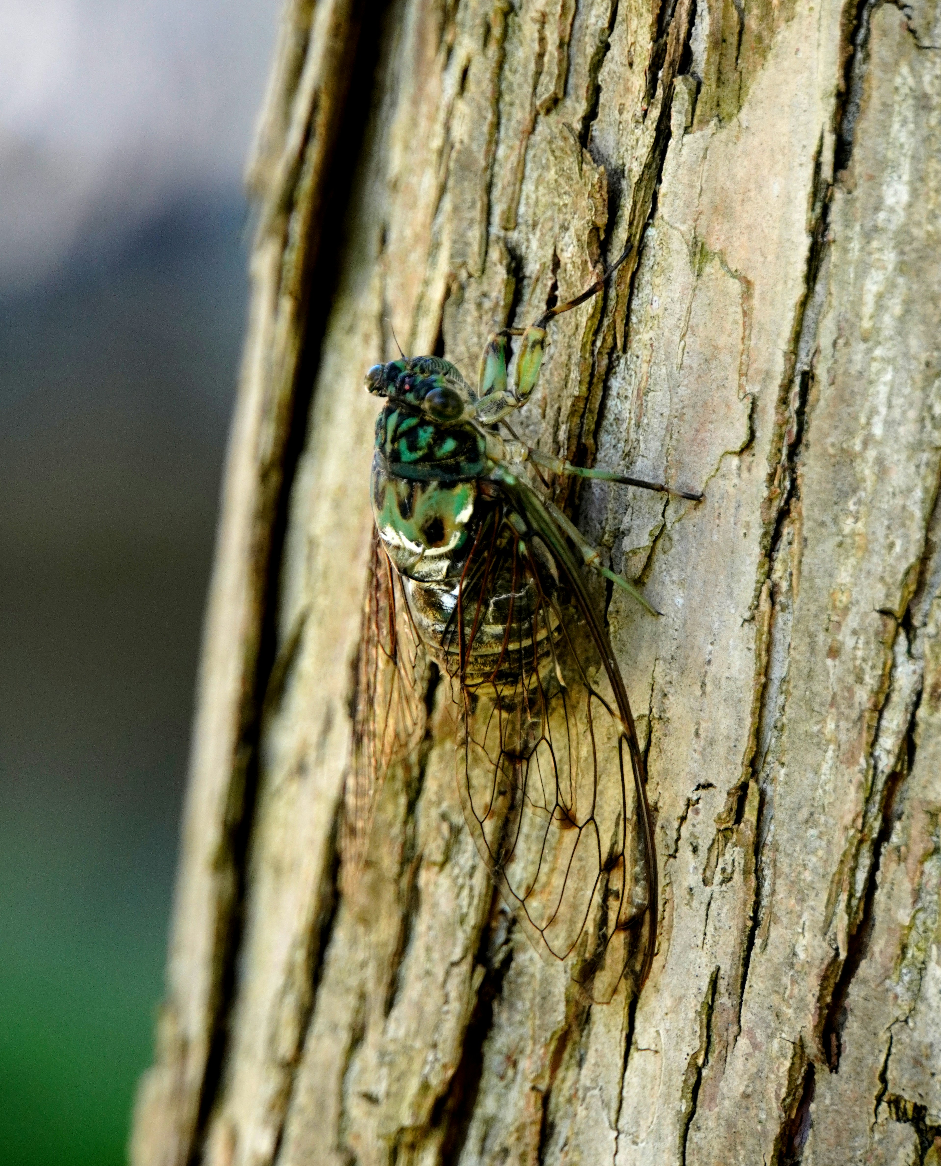 Primo piano di una cicala verde appollaiata su un tronco d'albero