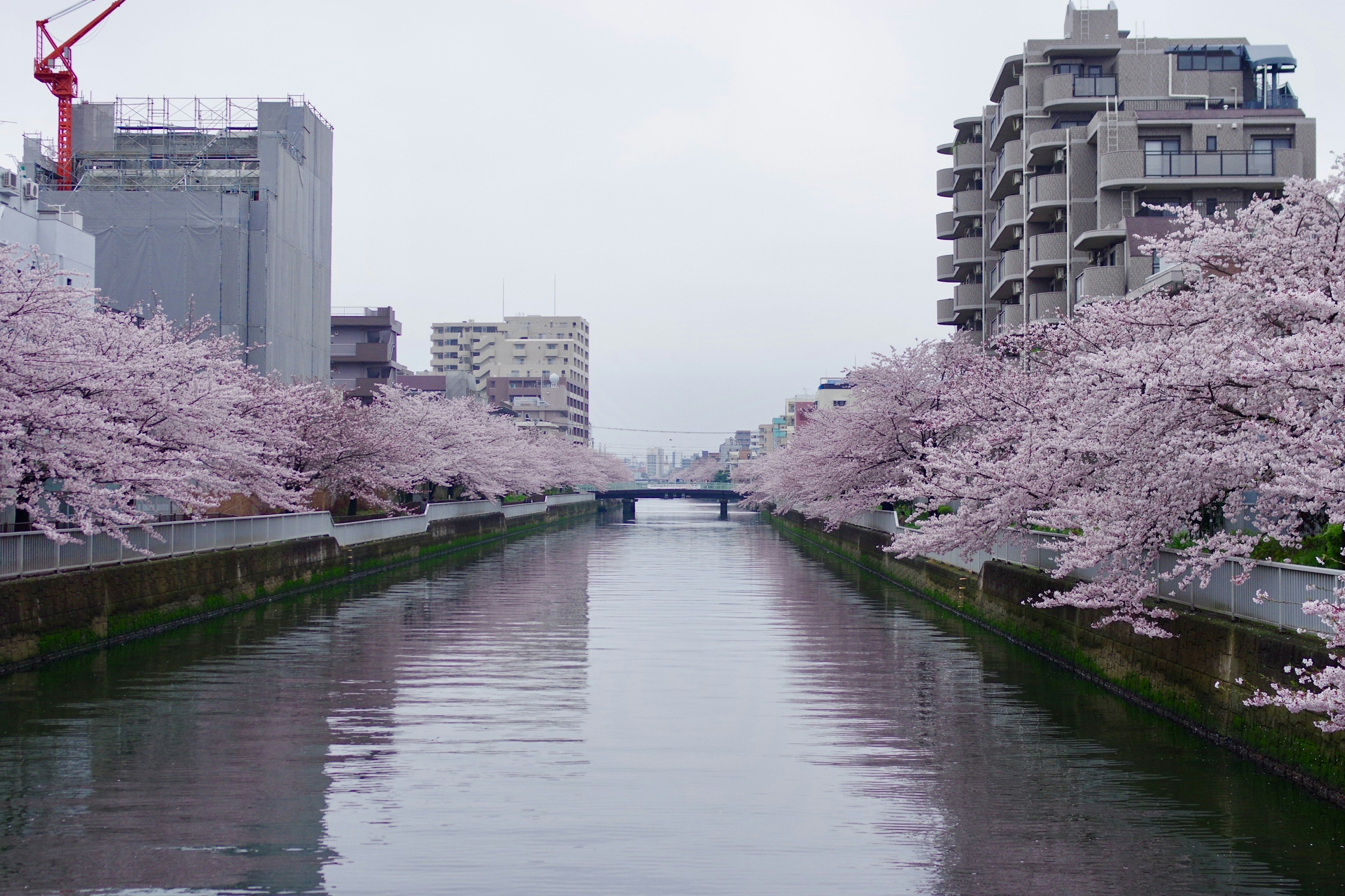 Vista panoramica di alberi di ciliegio lungo un canale con edifici sullo sfondo