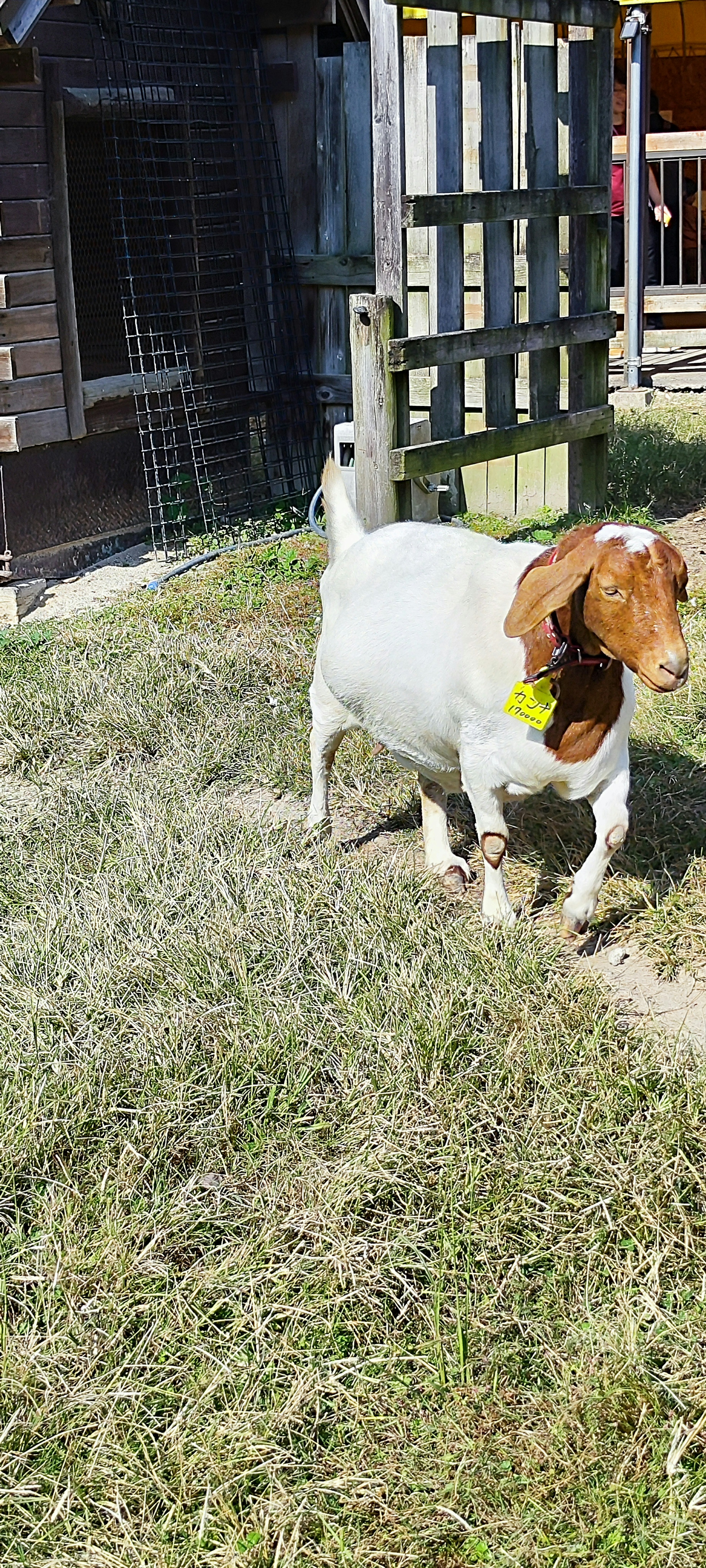 Una capra con corpo bianco e testa marrone che tiene una palla in bocca