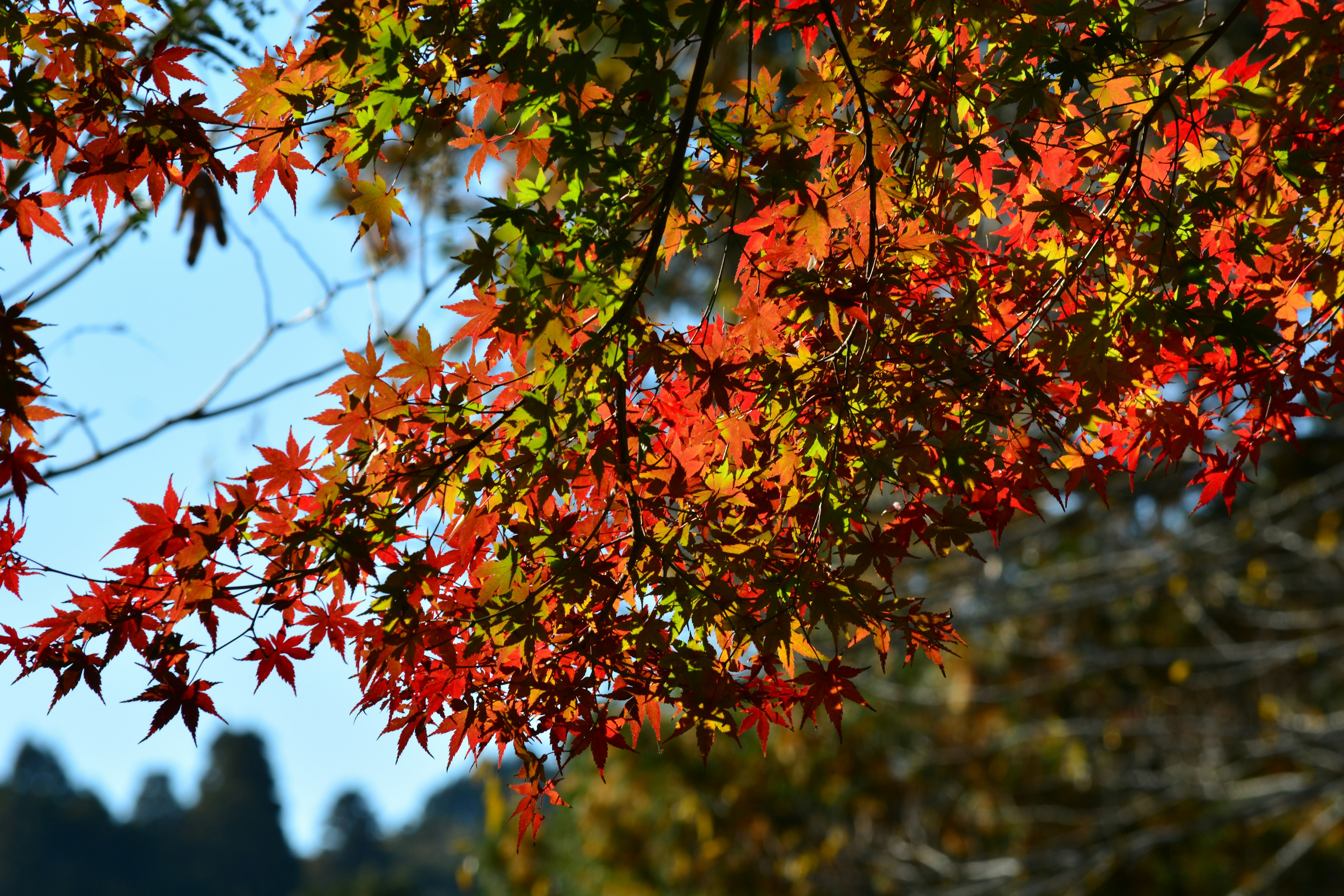 秋の紅葉したカエデの葉のクローズアップ