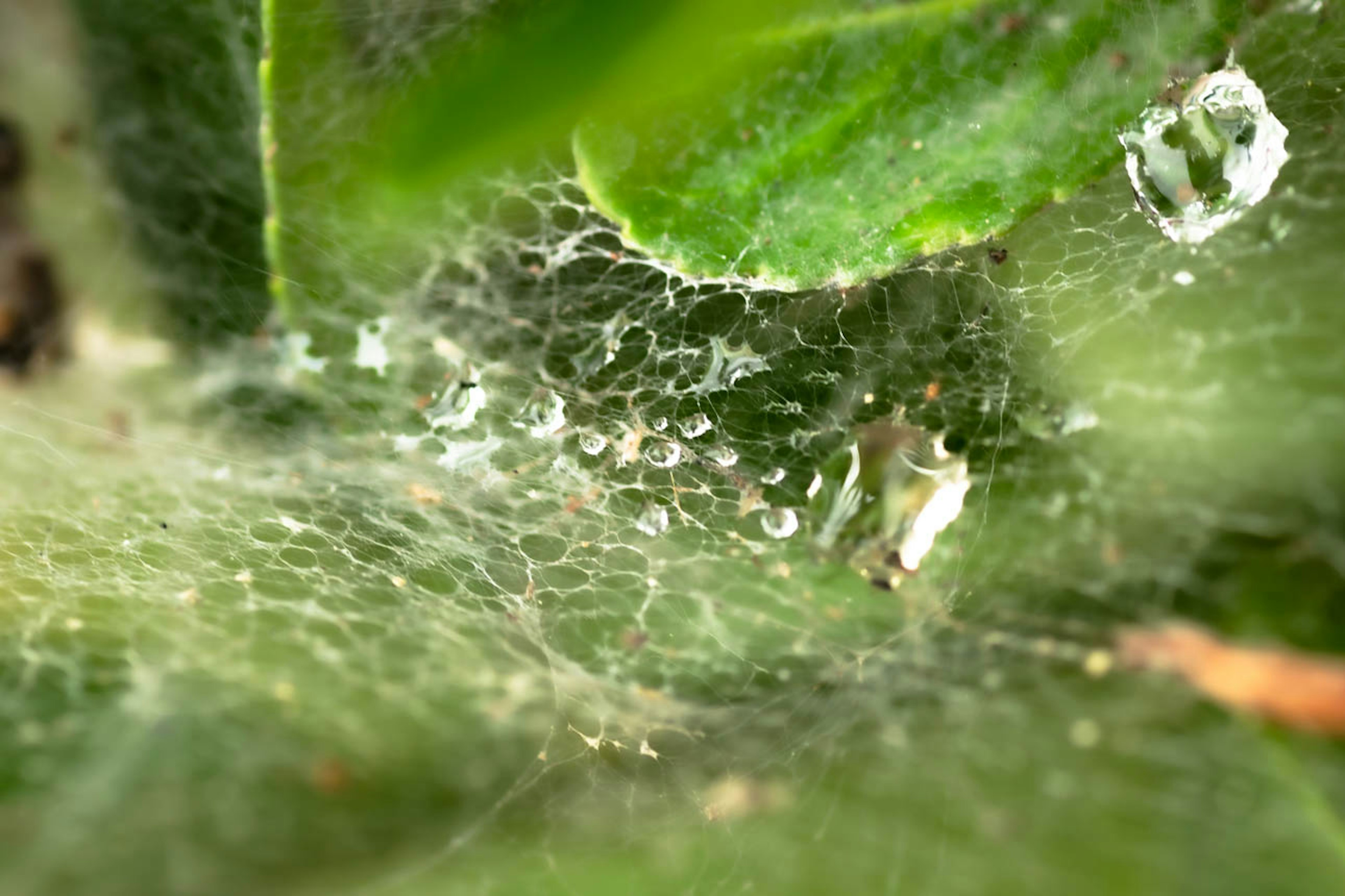 Close-up of a spider web with water droplets between leaves