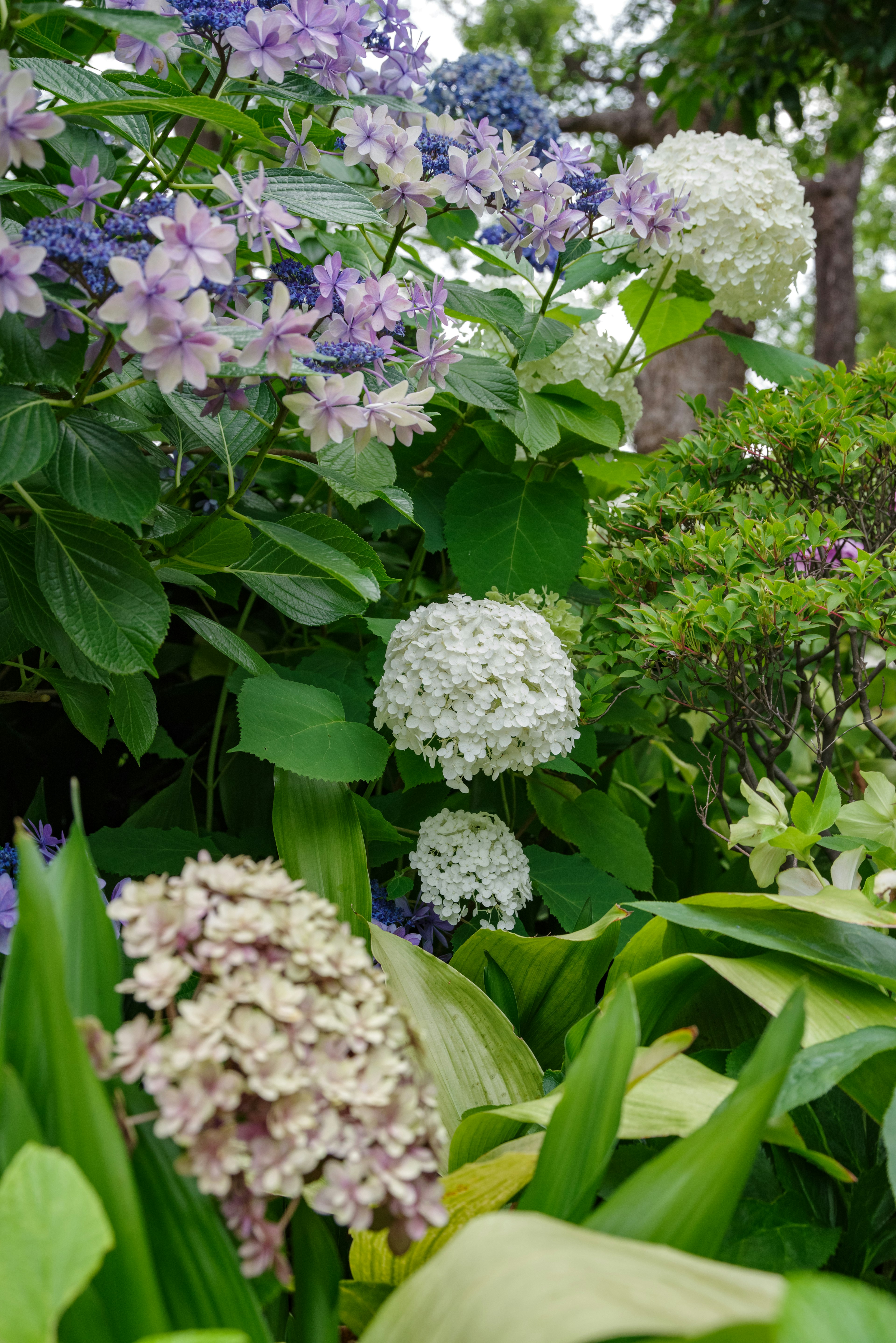 庭に咲く紫と白のアジサイの花と緑の葉