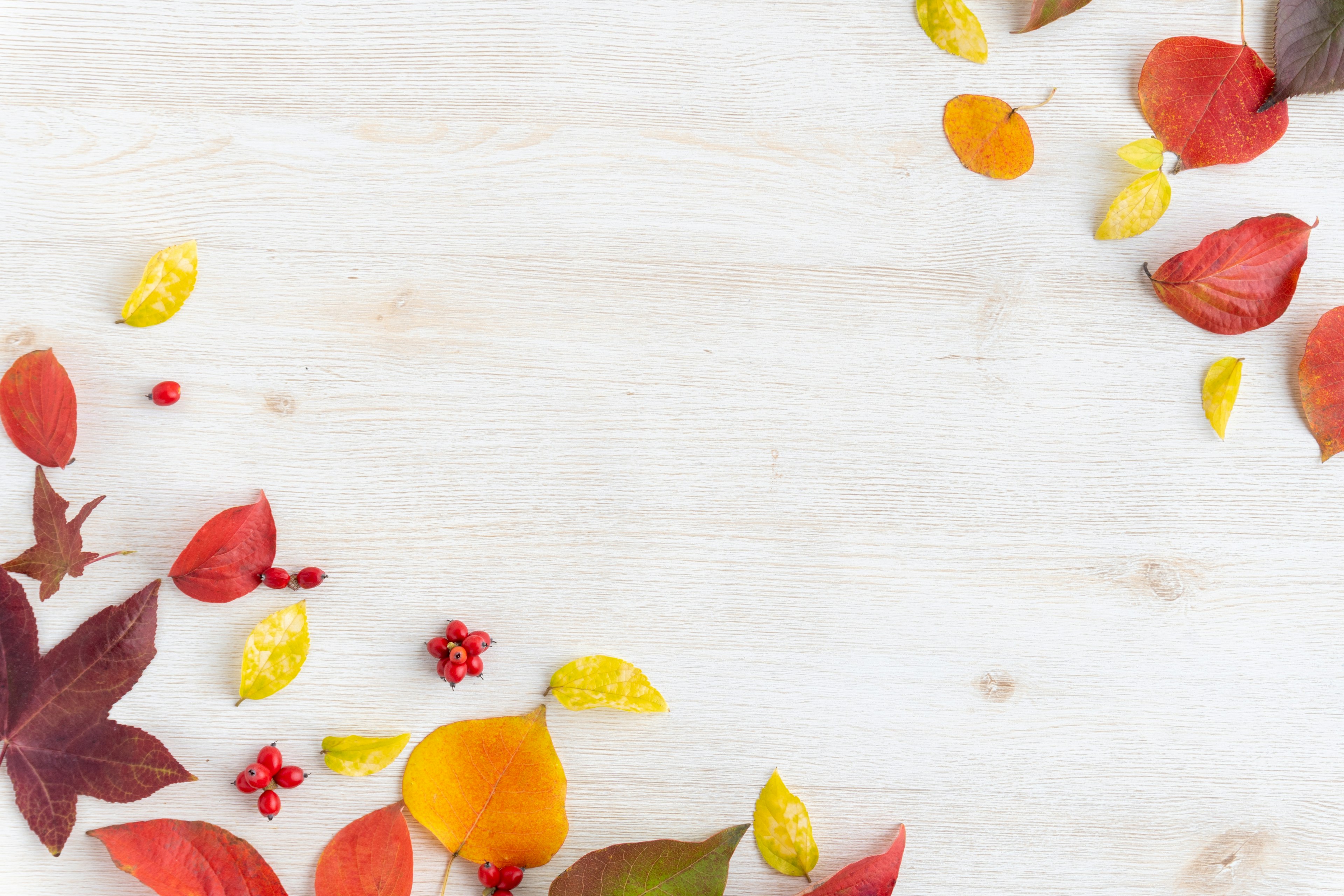 Colorful autumn leaves and berries scattered on a white wooden table