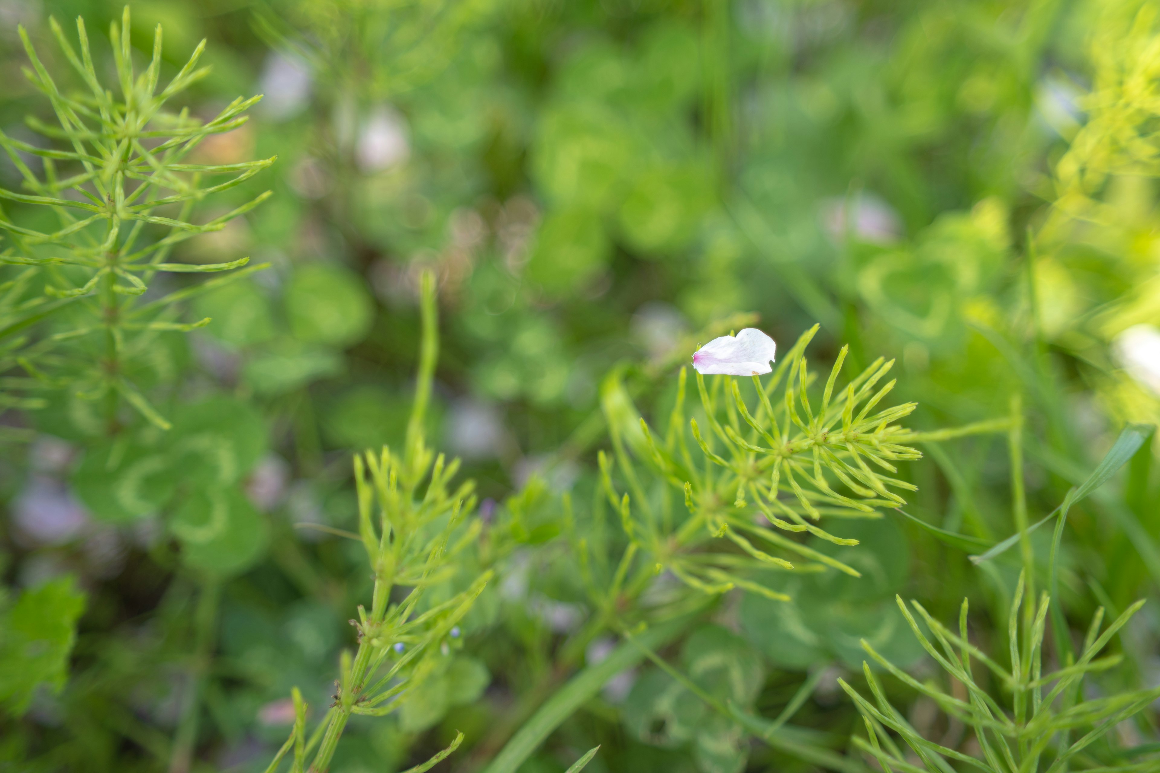 緑の草と小さな白い花が点在する風景