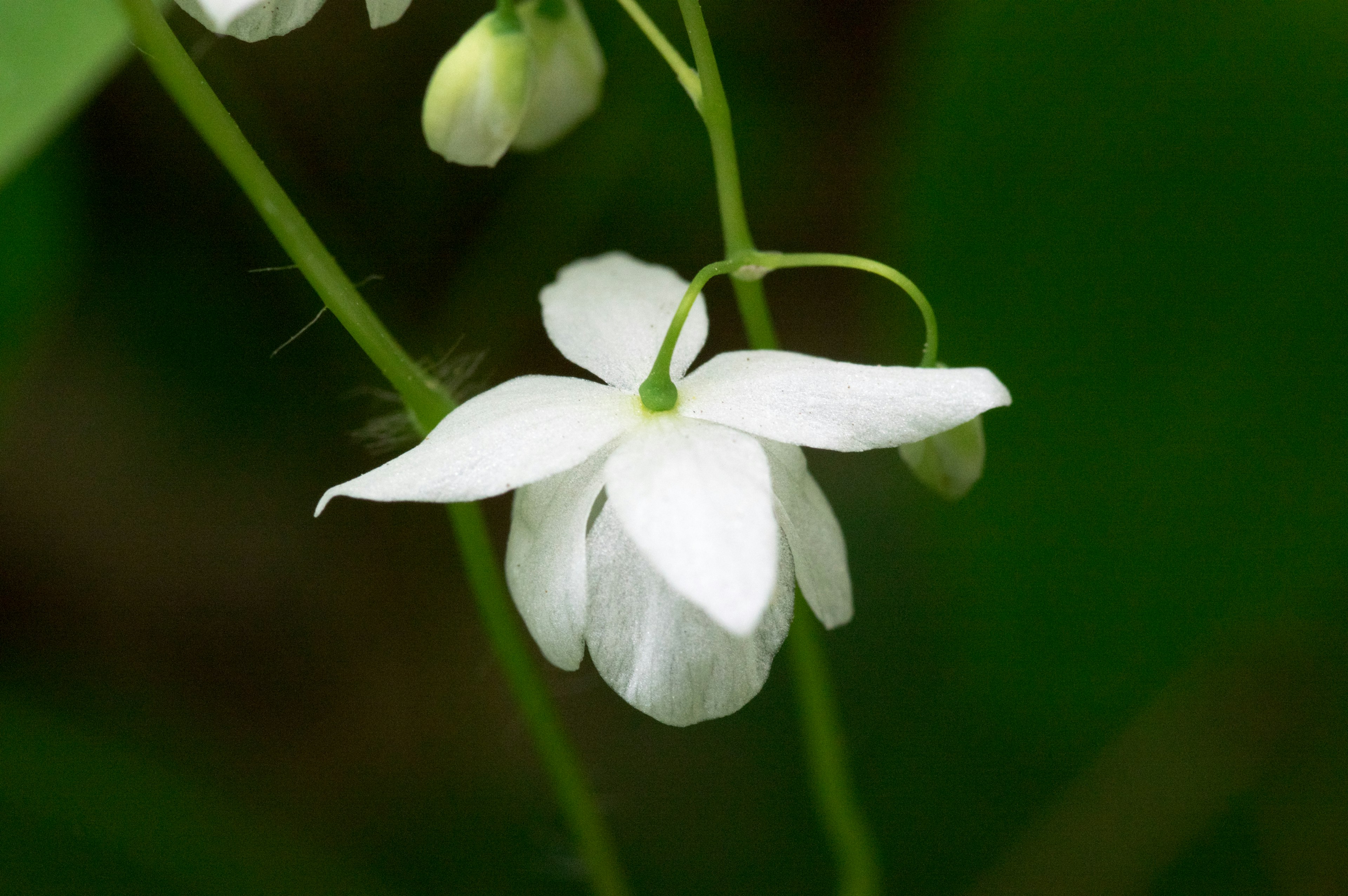 Fiore bianco che sboccia su uno sfondo verde