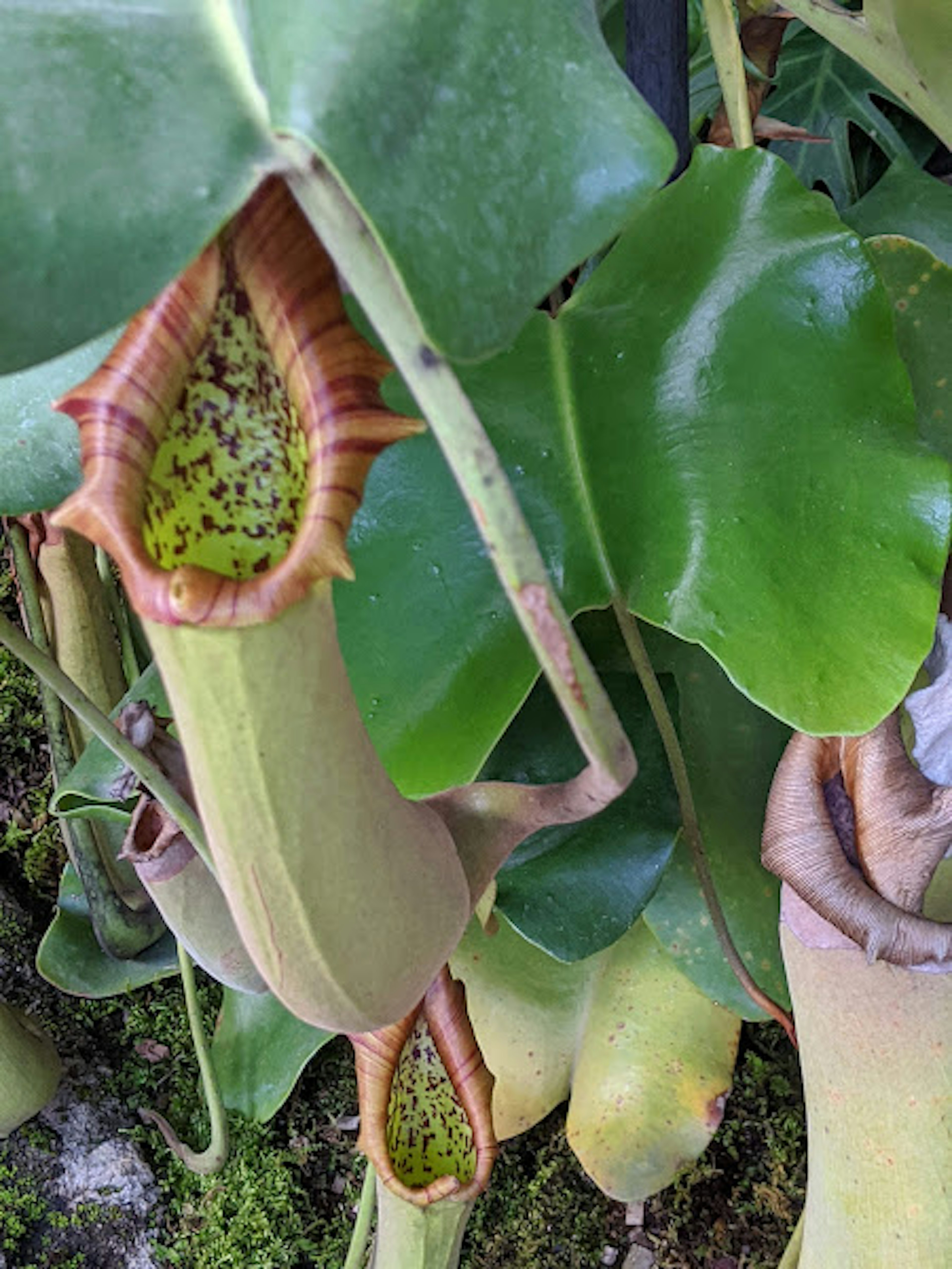 Beautiful pitcher plant with green leaves and unique shape