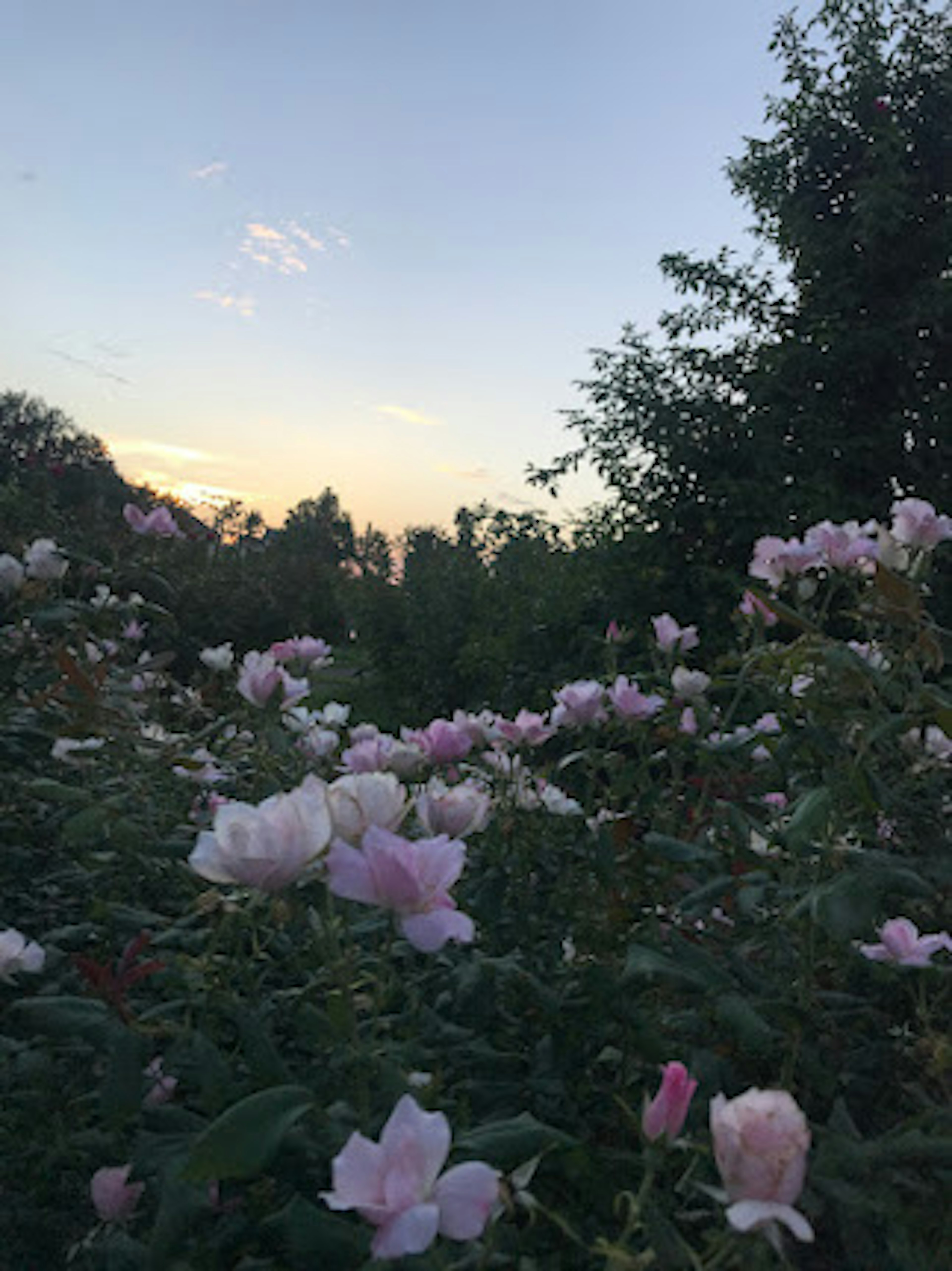 Rosenblüten im Dämmerlicht vor einem Himmel mit Bäumen