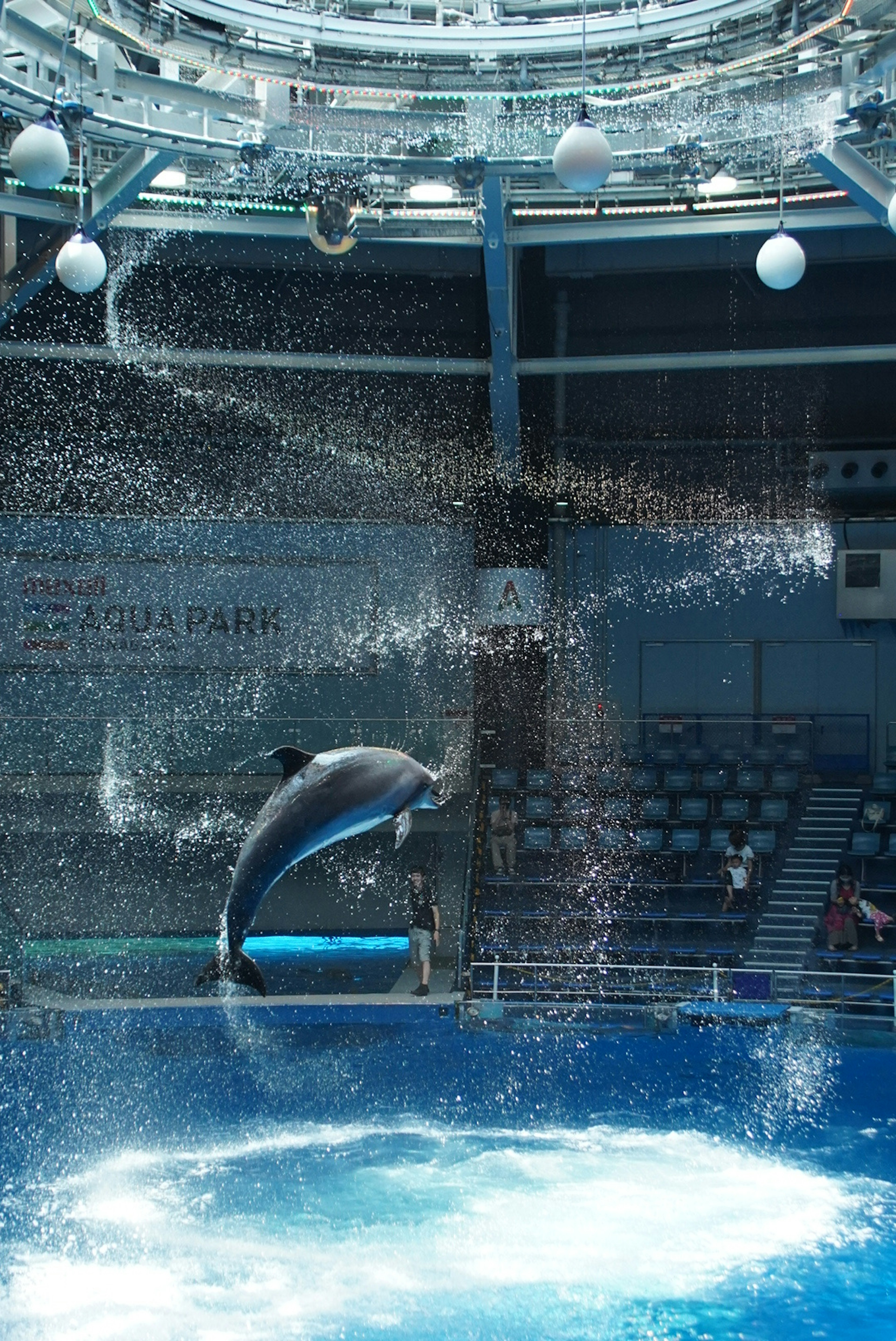 水族館でジャンプするイルカと水しぶきのショー