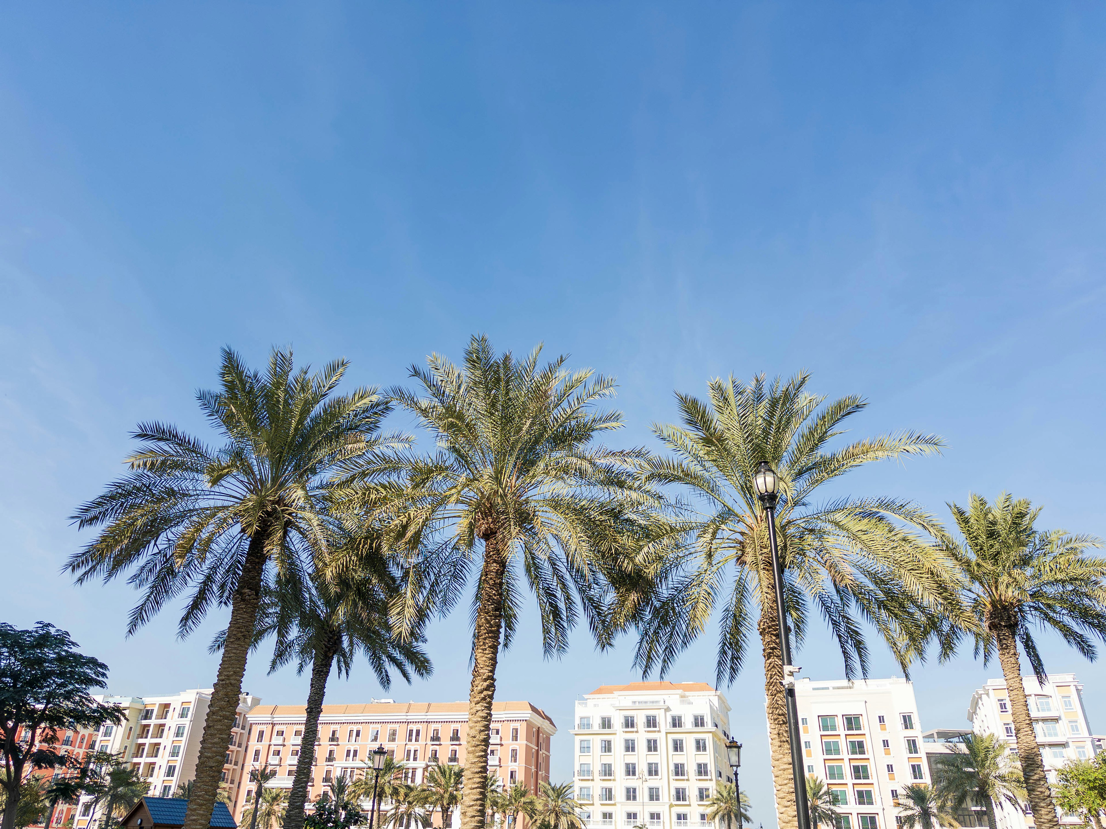 Palm trees against a clear blue sky with colorful buildings in the background