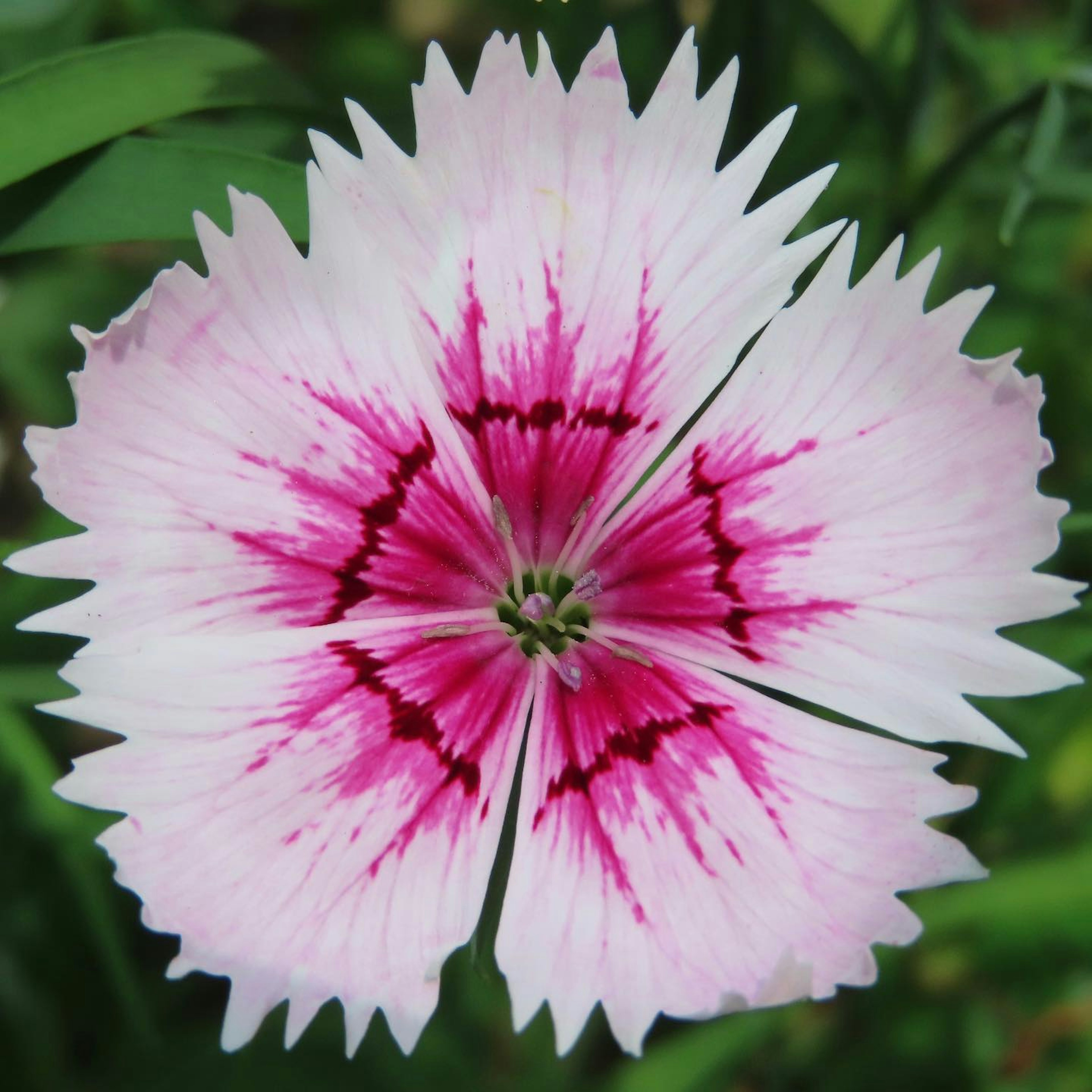 Fiore con motivi rosa vivaci e petali bianchi