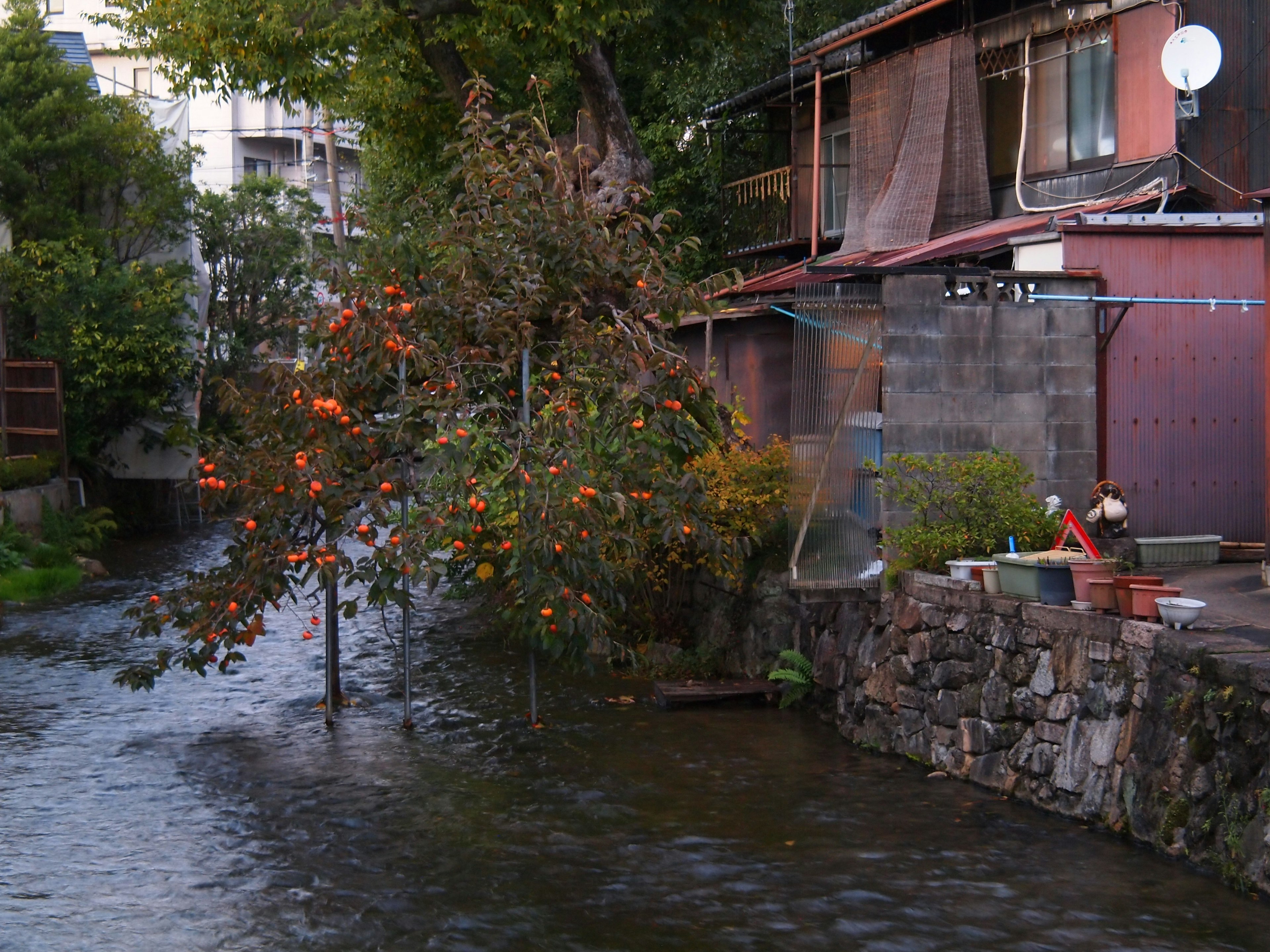 Un paisaje que muestra un árbol con frutas naranjas junto al agua y un edificio antiguo