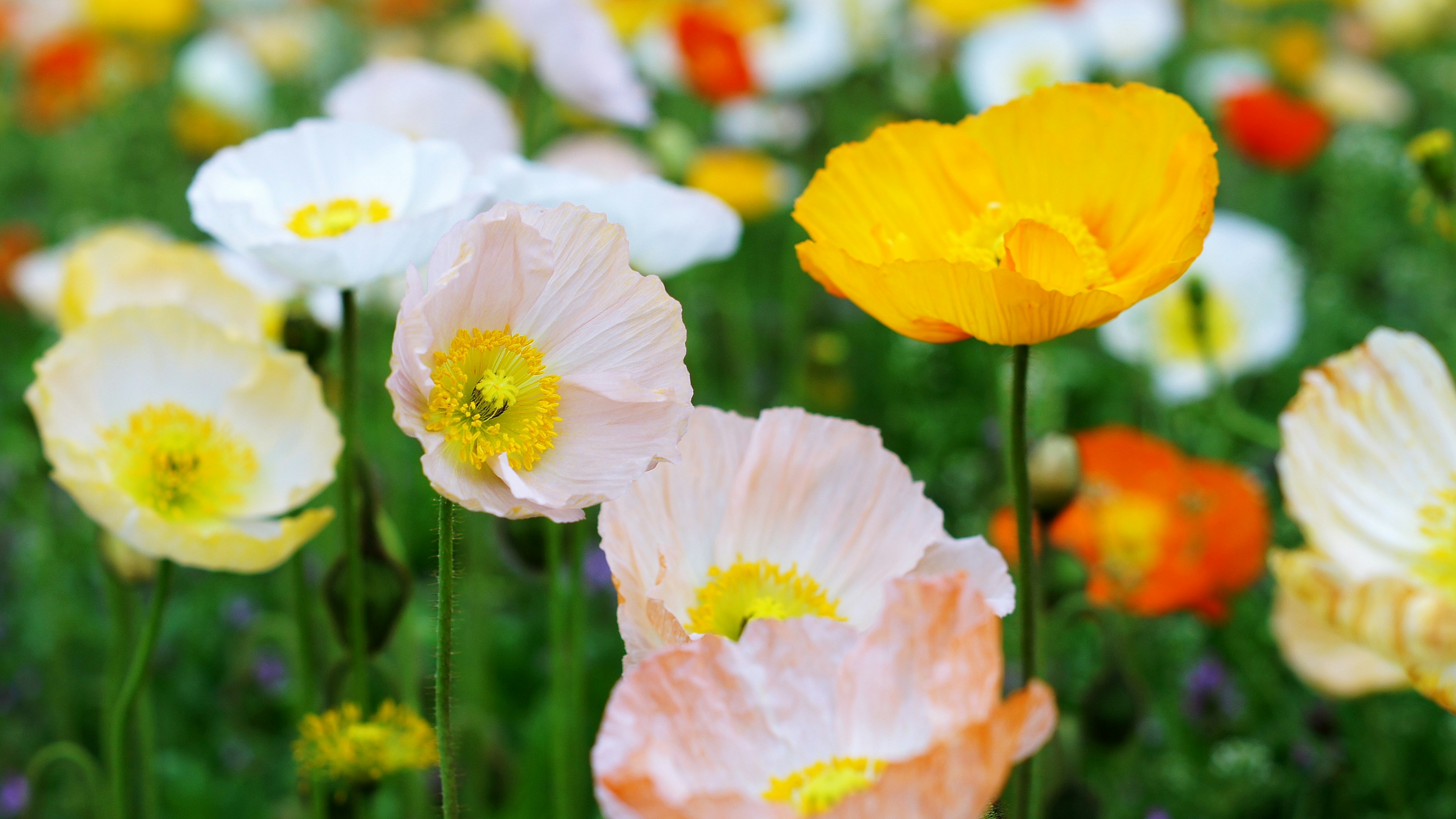 A vibrant field of flowers featuring yellow and pink blooms