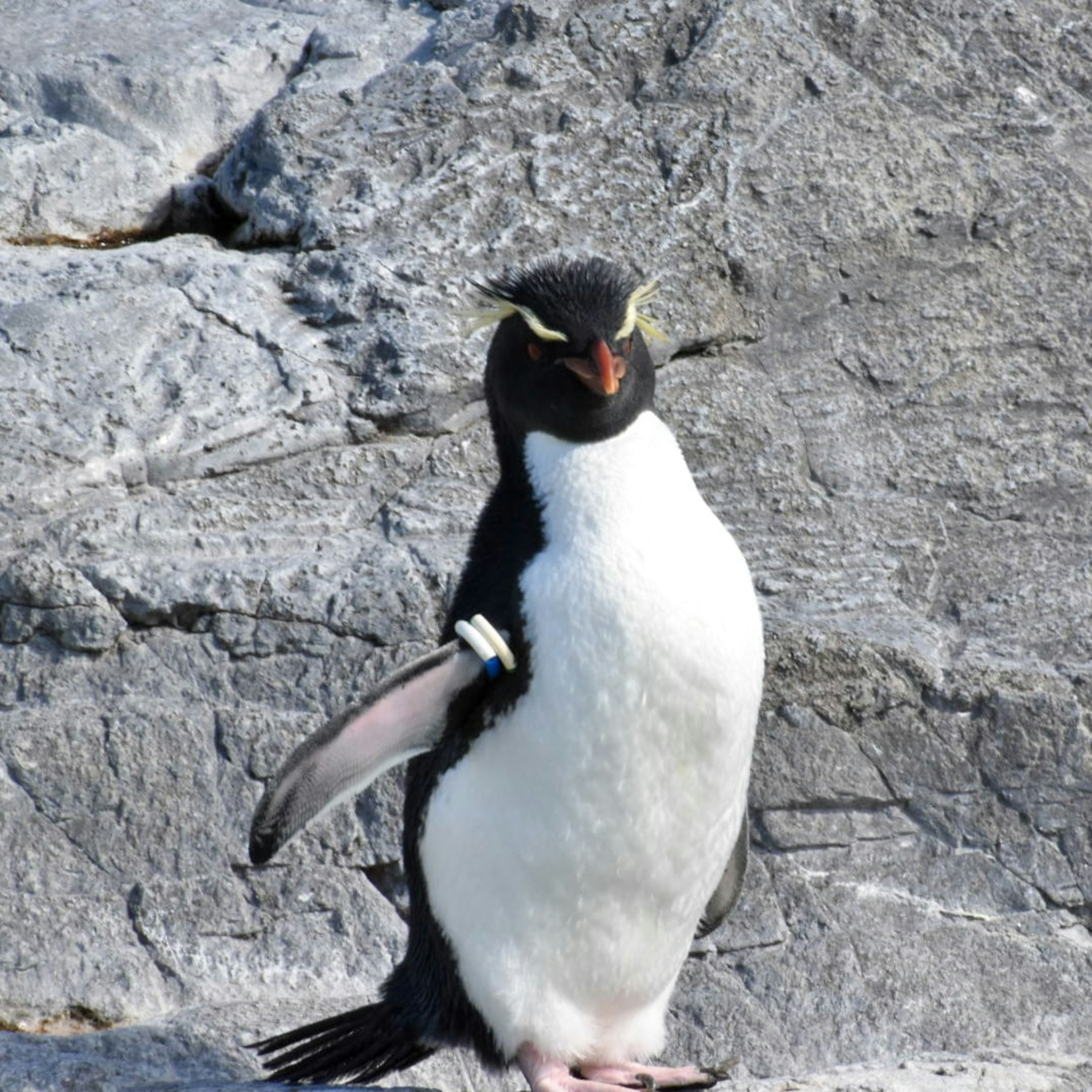 Pinguino in piedi su una roccia piume bianche e nere distintive occhi prominenti