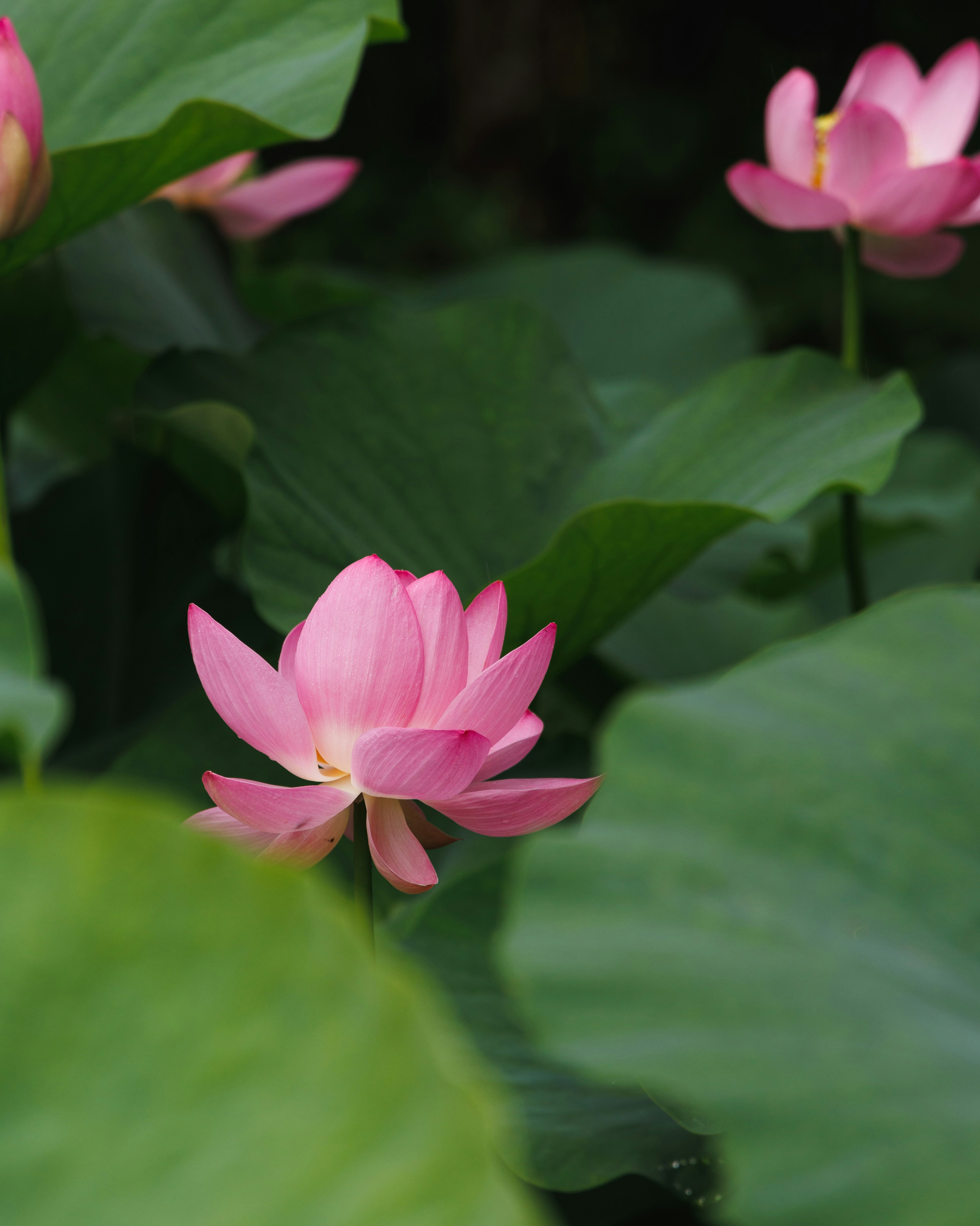 美麗的粉紅色蓮花被綠色葉子包圍