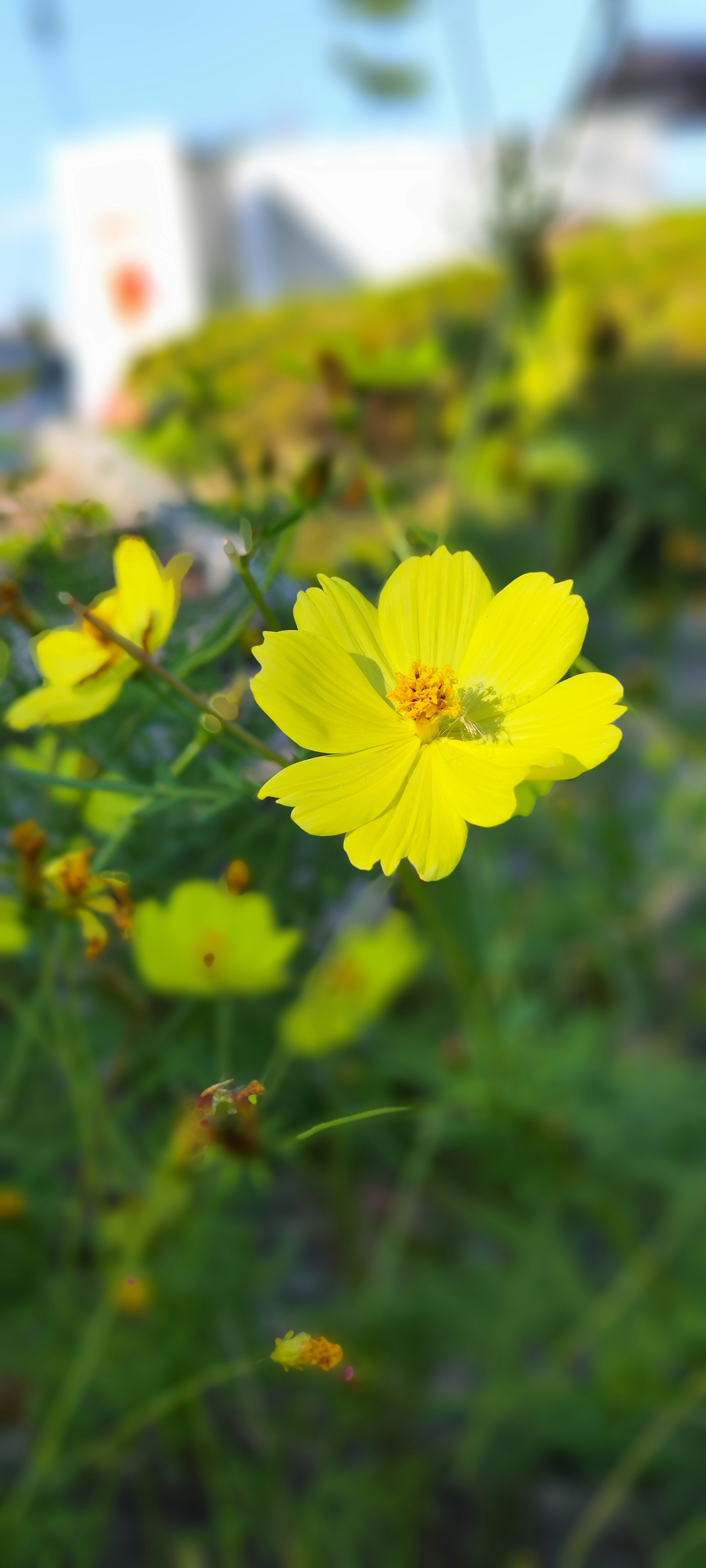 Eine lebhafte gelbe Blume umgeben von grünen Blättern