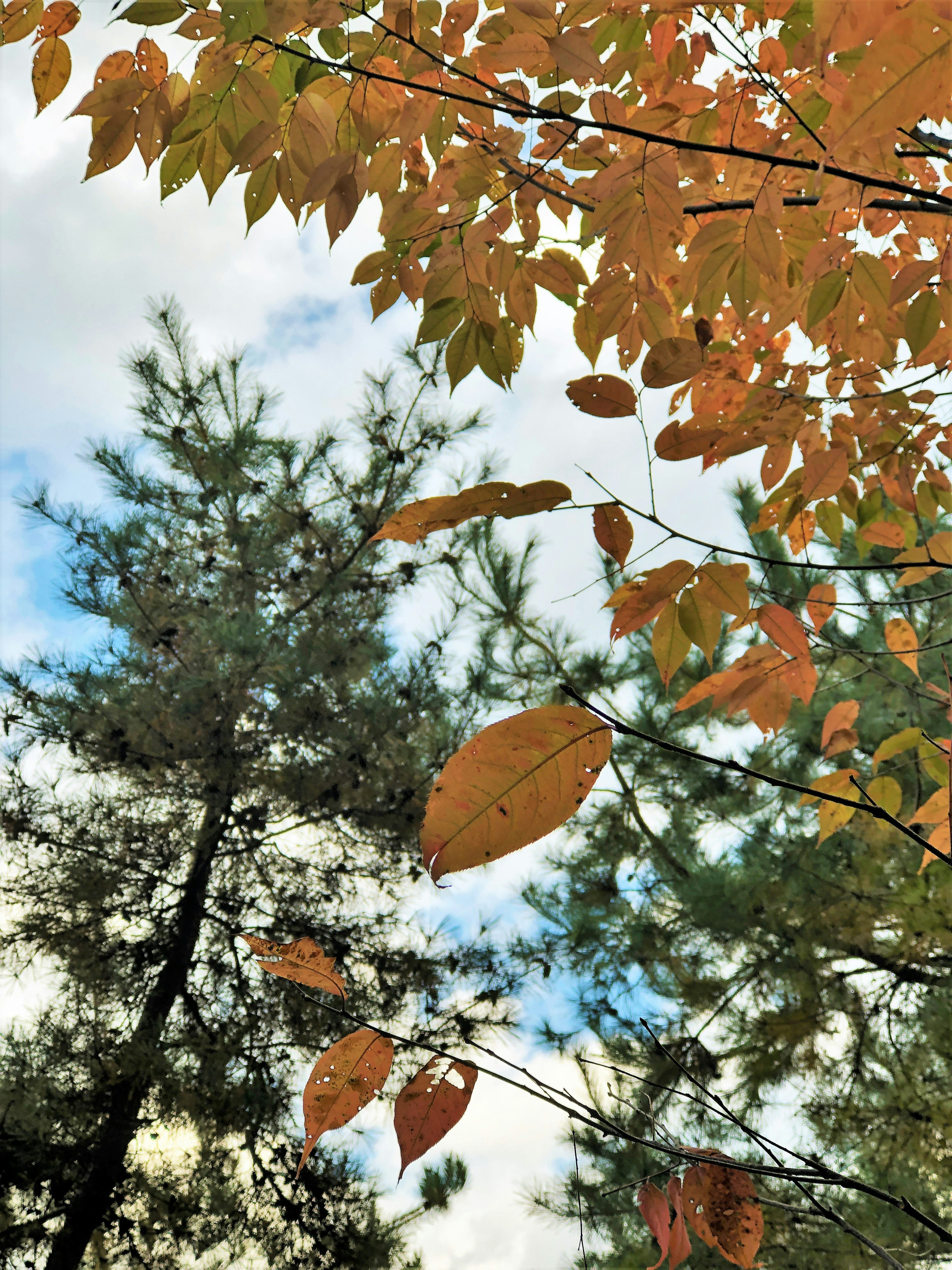 Contrast of colorful leaves and coniferous trees under blue sky