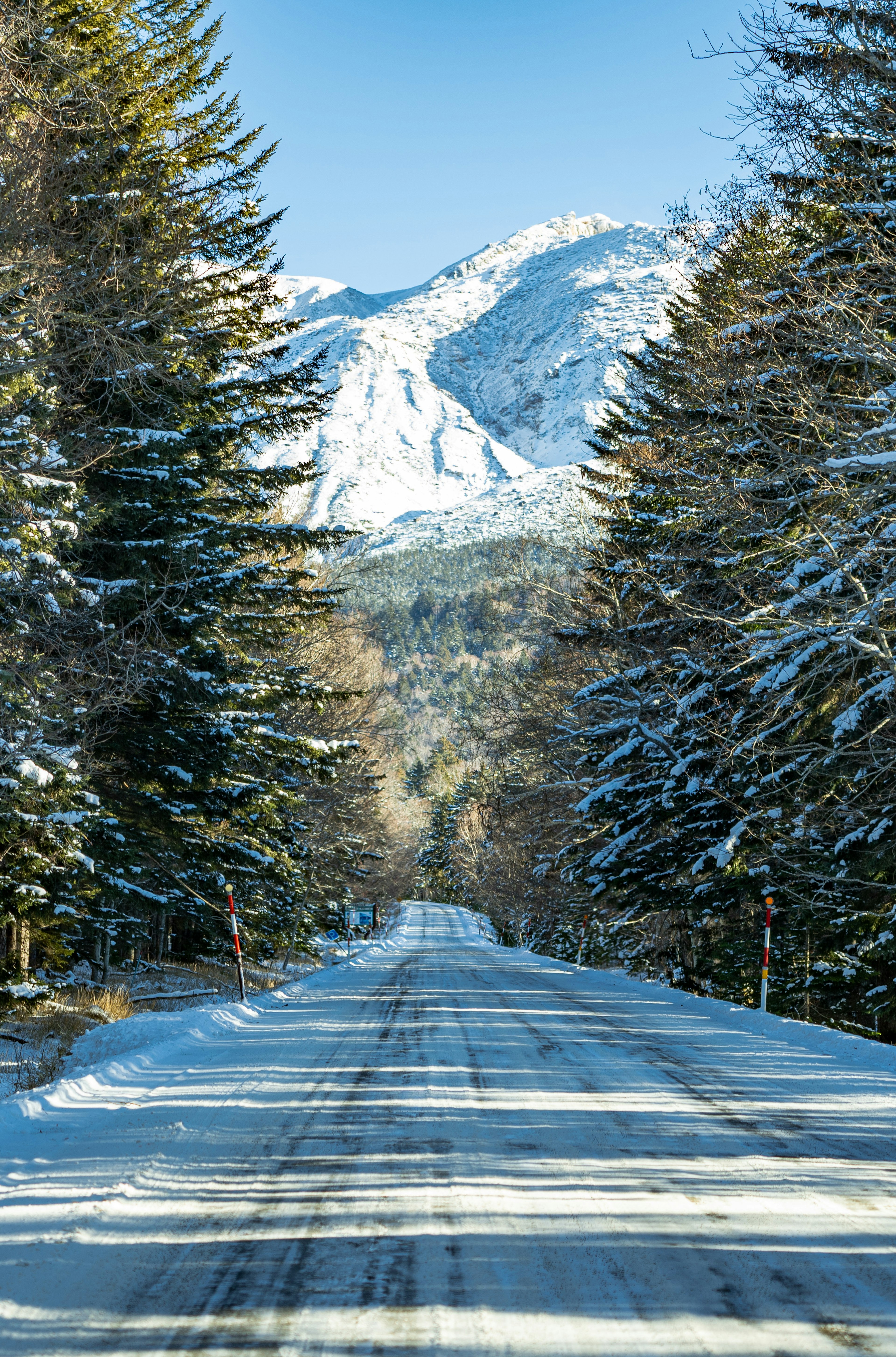 Camino cubierto de nieve rodeado de árboles perennes y montañas