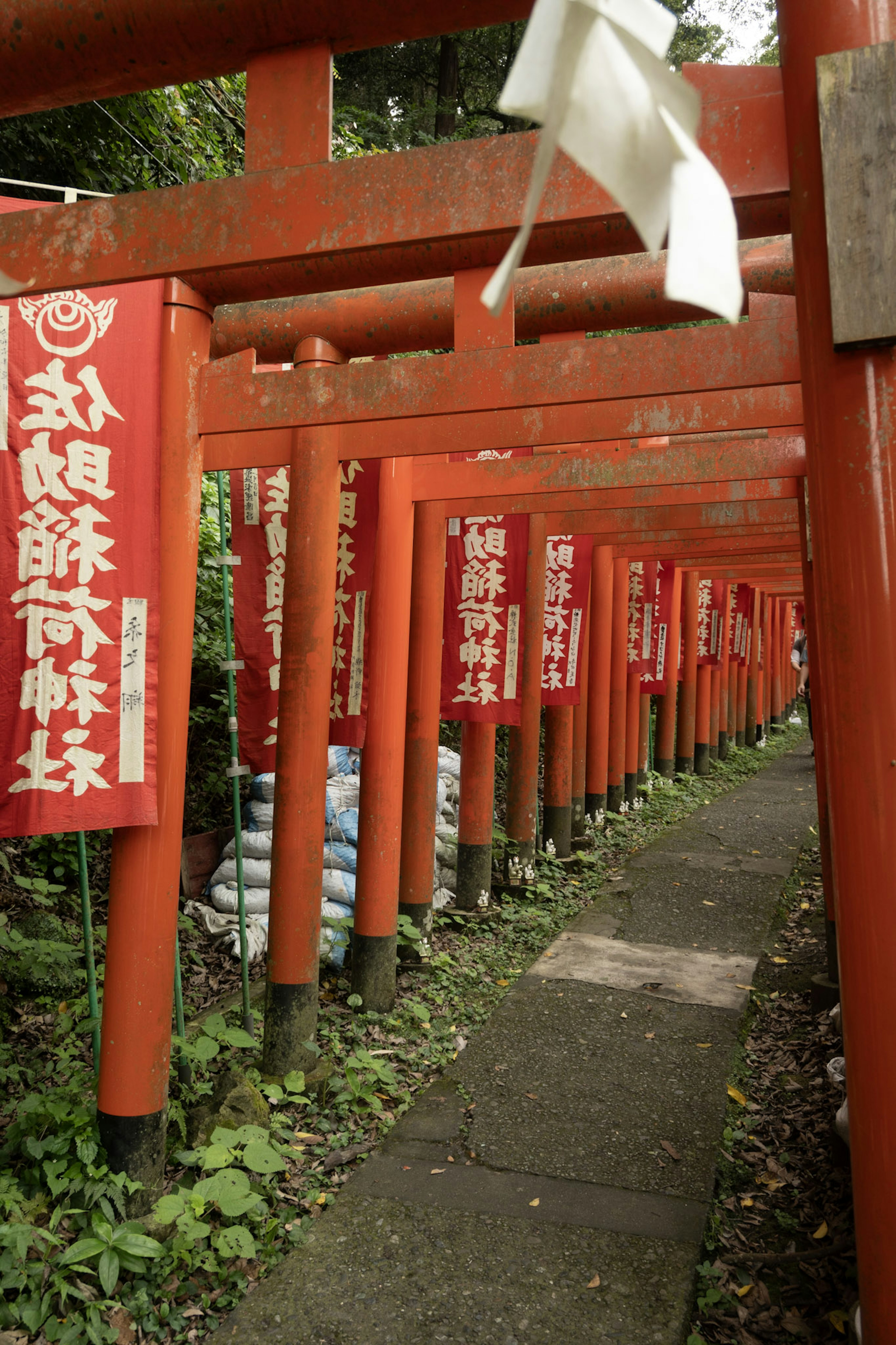 Sendero flanqueado por torii rojos con pancartas rojas