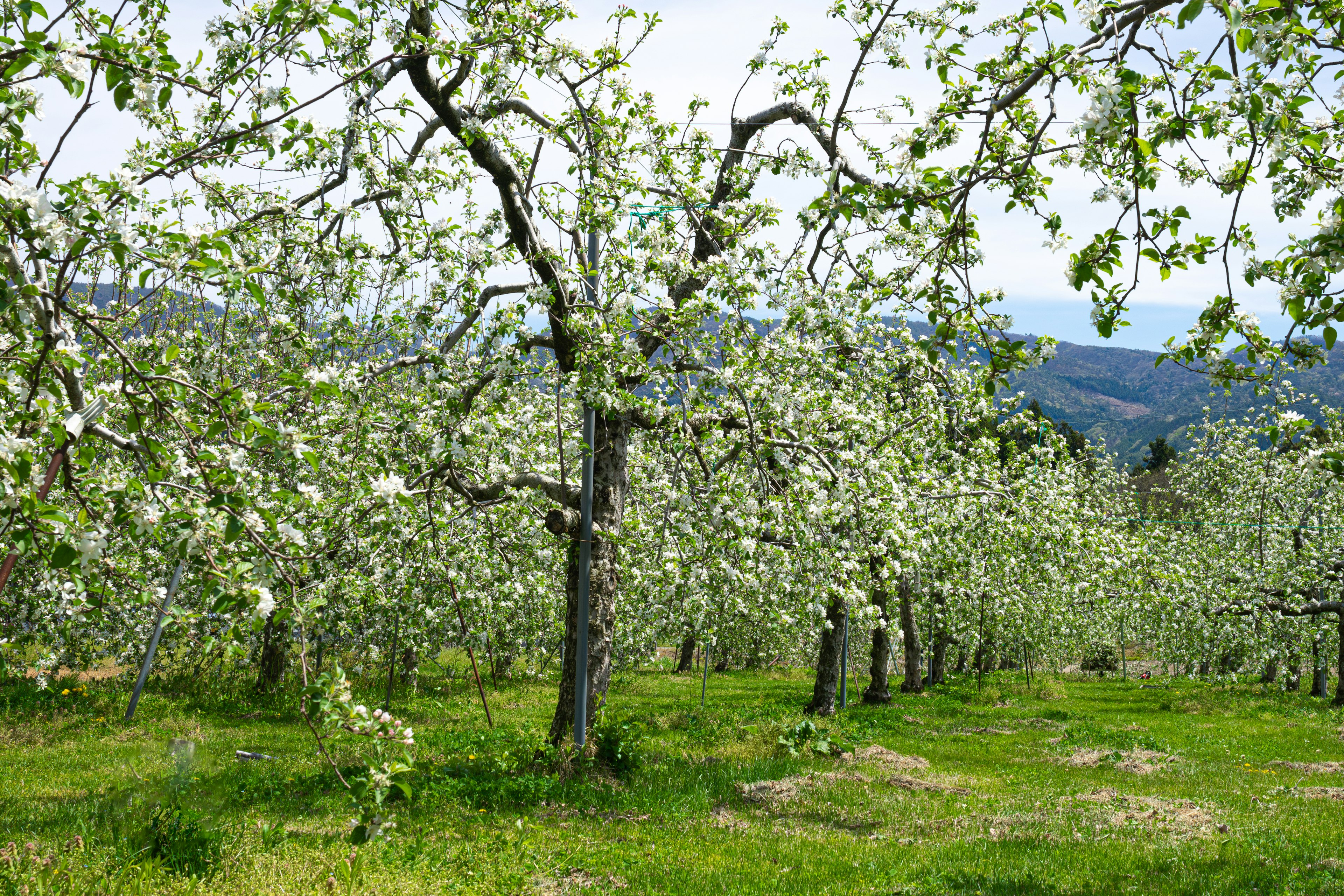 Obstgarten mit blühenden Apfelbäumen, die mit weißen Blüten bedeckt sind