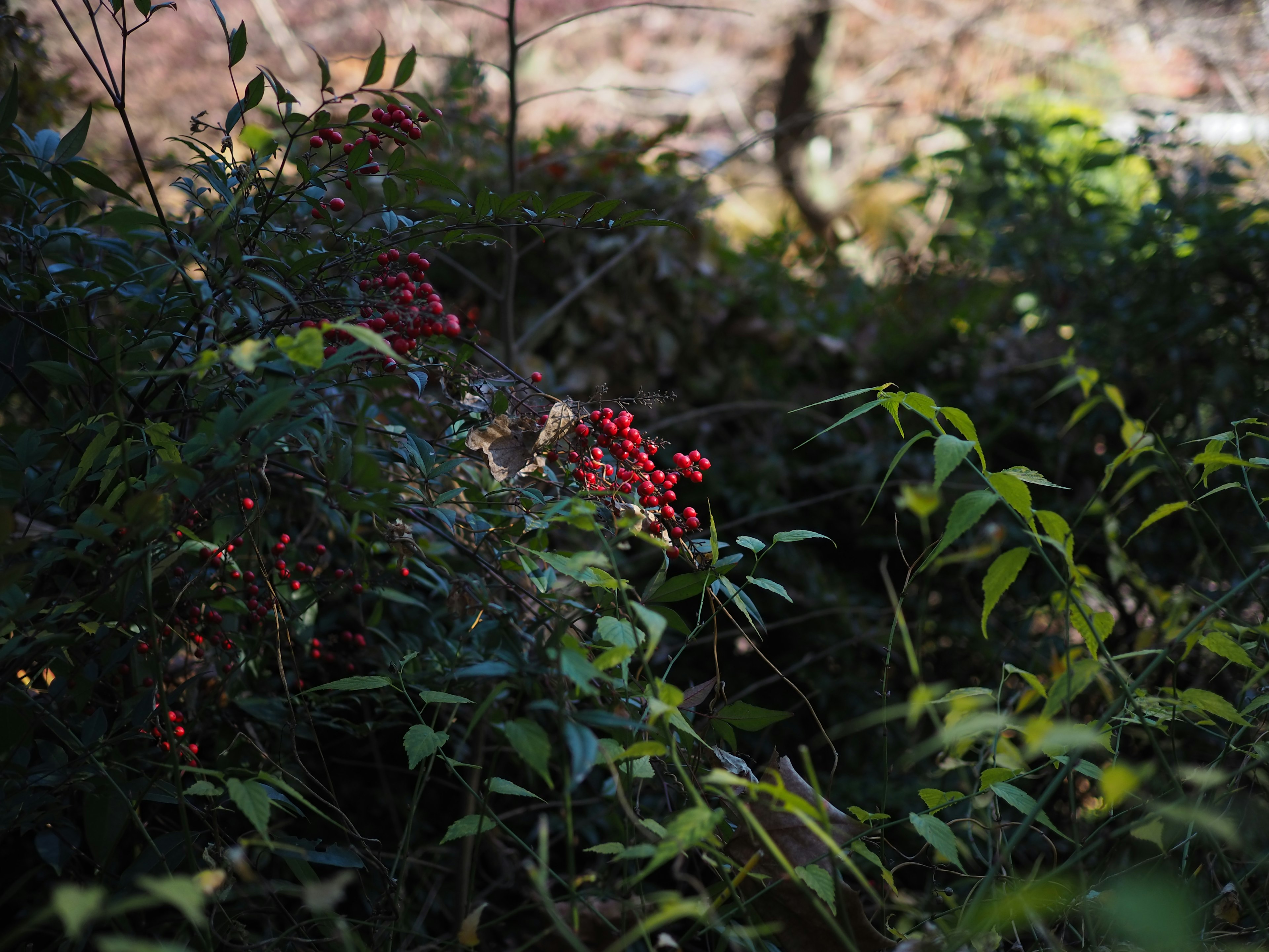 Pemandangan alami dengan buah merah di antara daun hijau