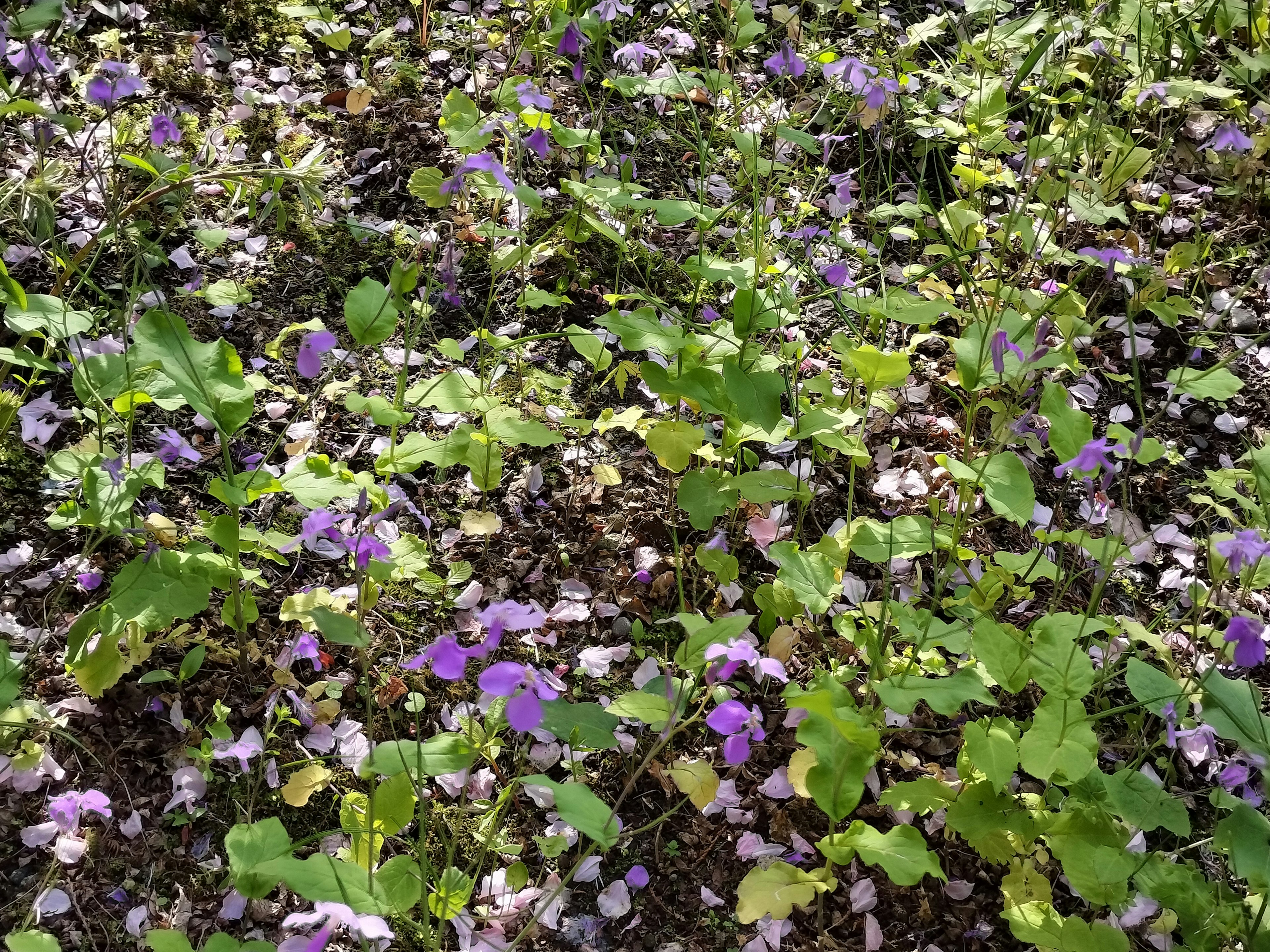 Pemandangan alami dengan bunga ungu dan daun hijau