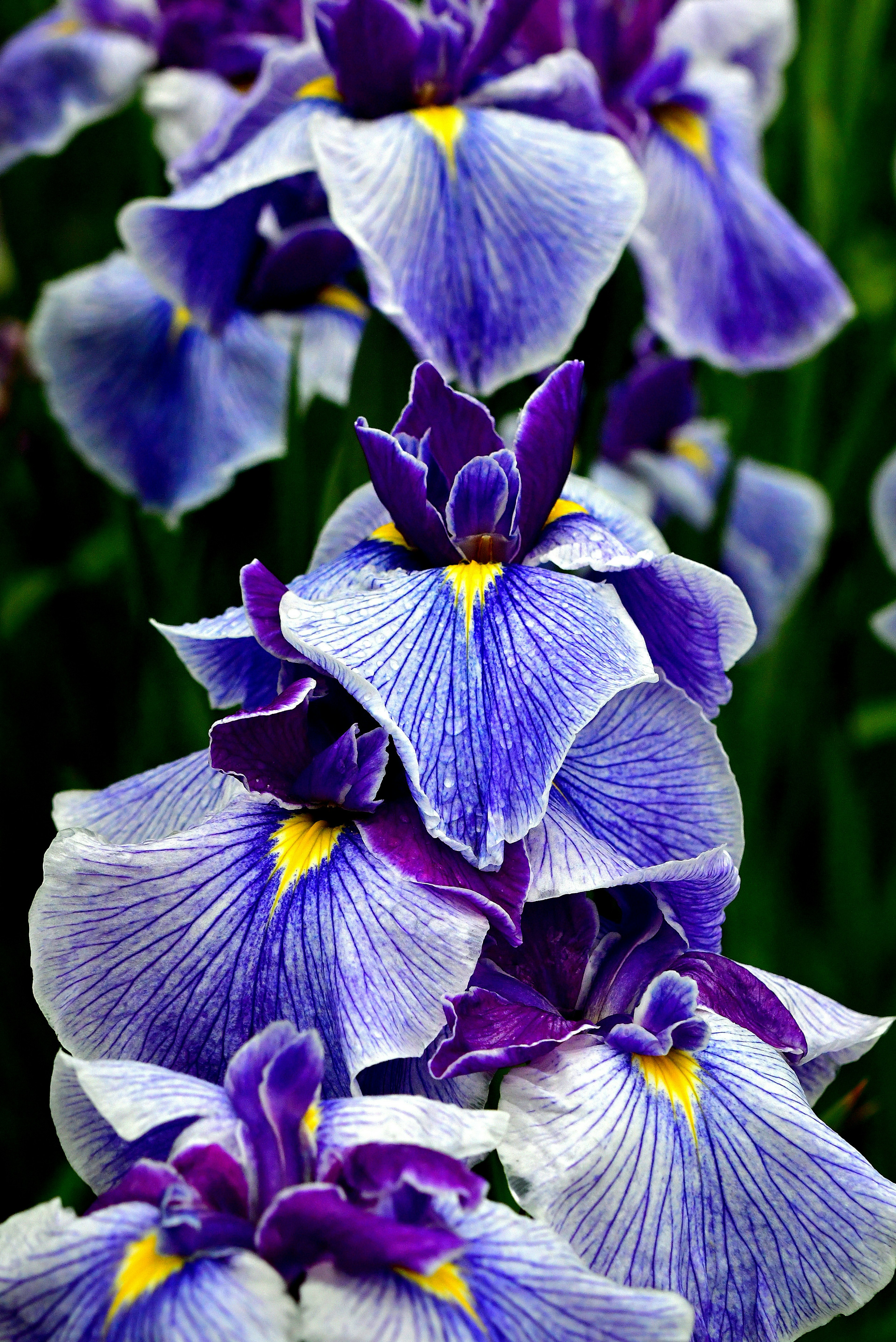 Cluster of vibrant purple iris flowers with yellow accents