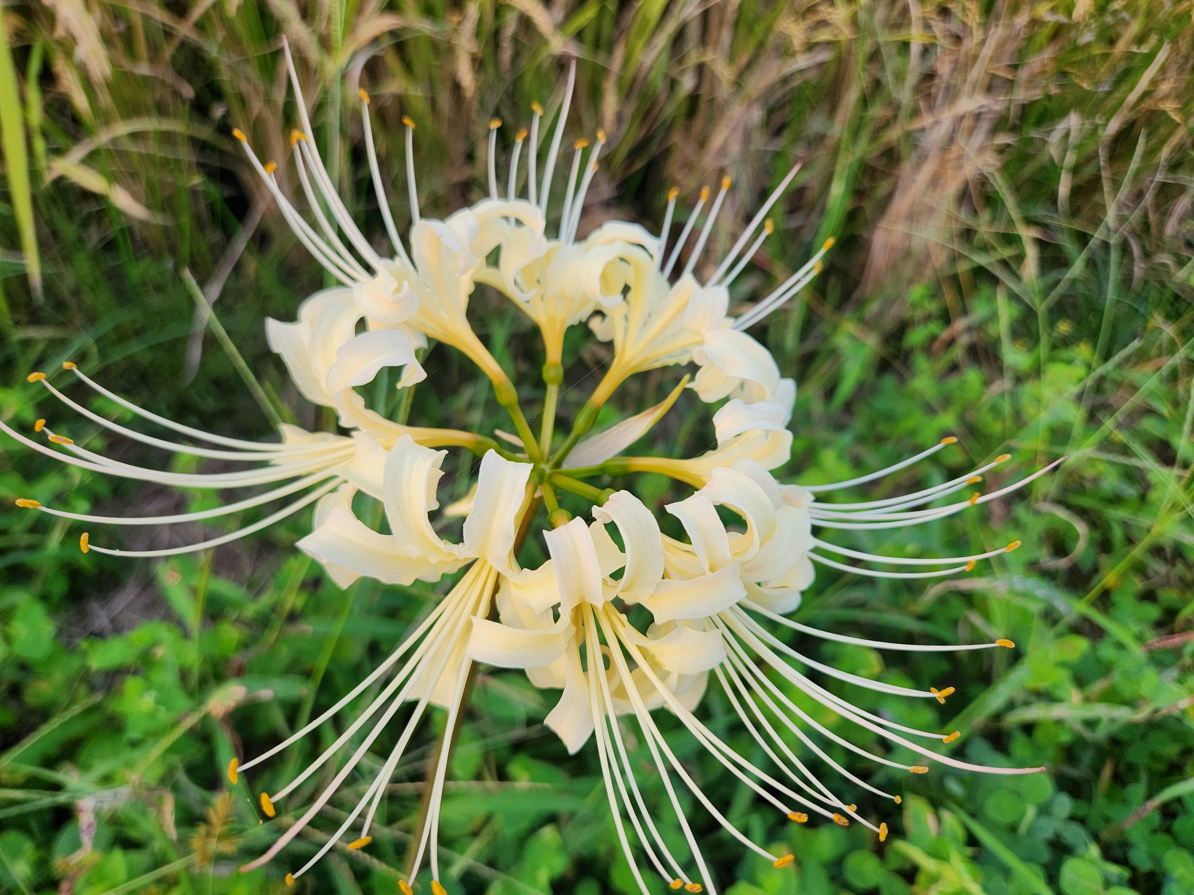 白い花の中心に細長い花びらが放射状に広がる様子