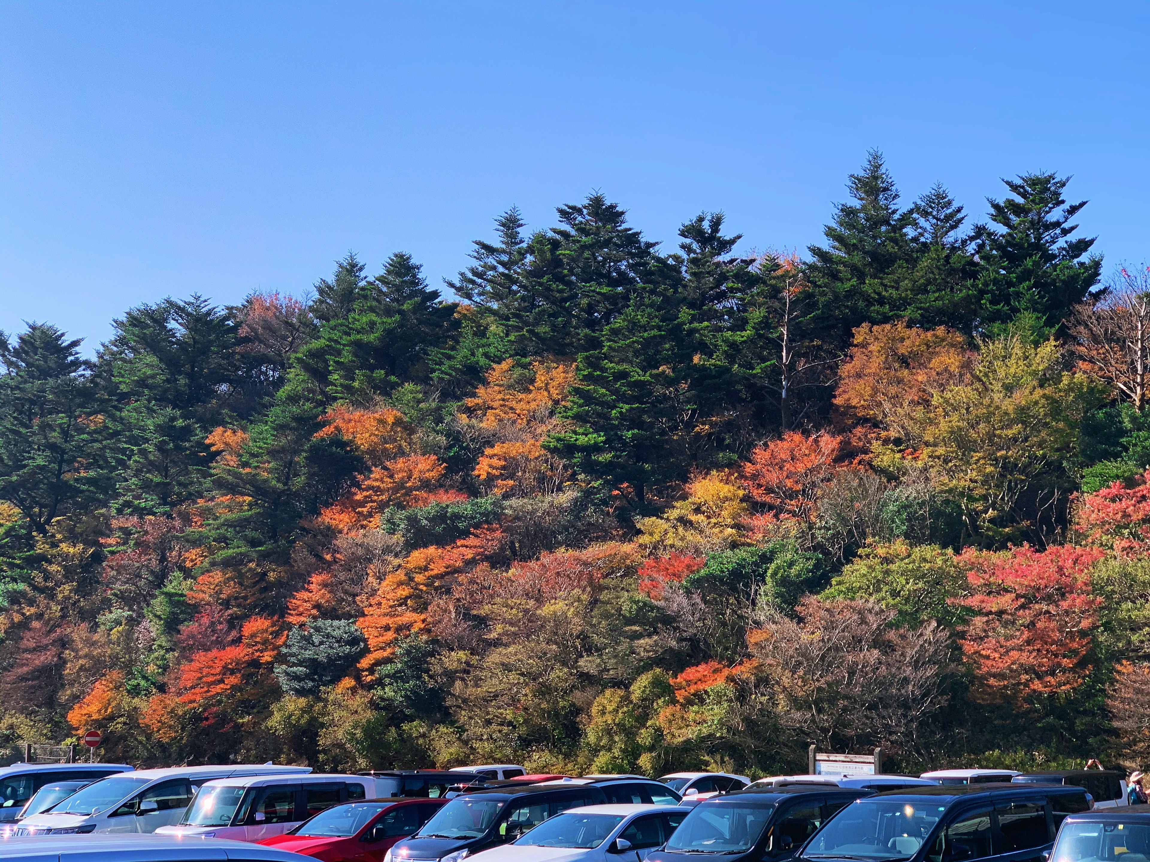 色とりどりの秋の葉が生い茂る山の背景に駐車場の車が並んでいる風景