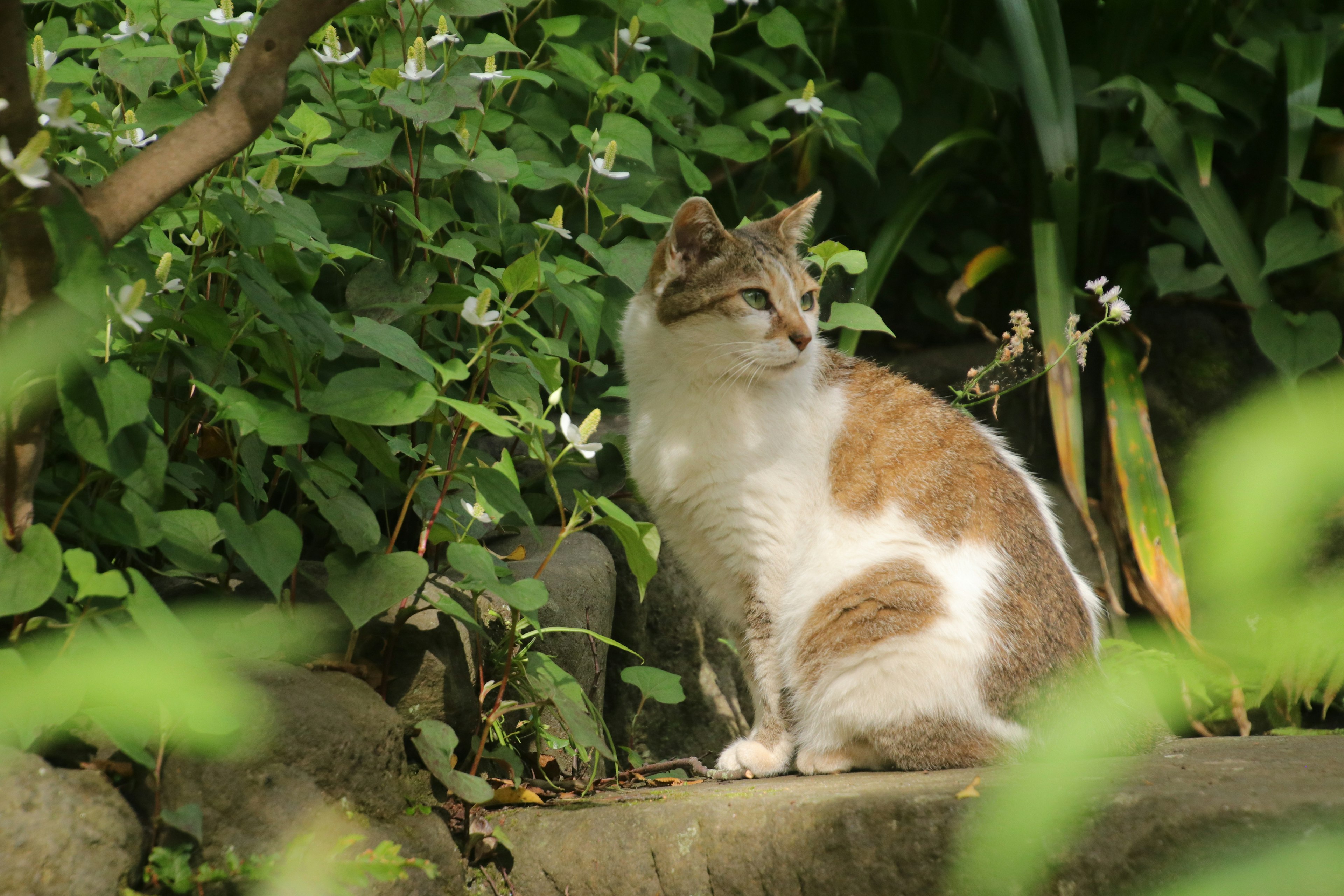 A white and brown cat sitting among green plants