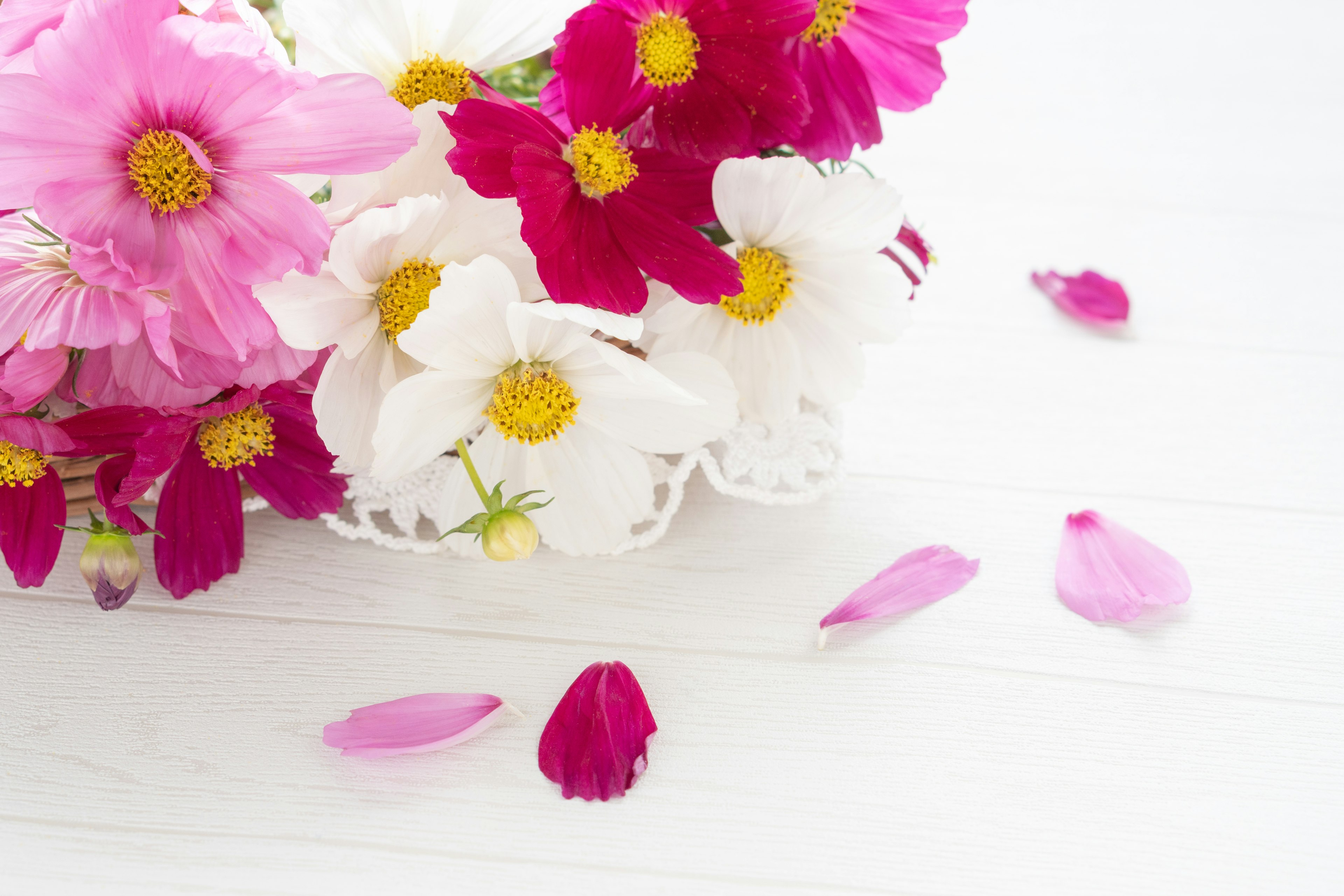 Fleurs colorées disposées sur un fond blanc