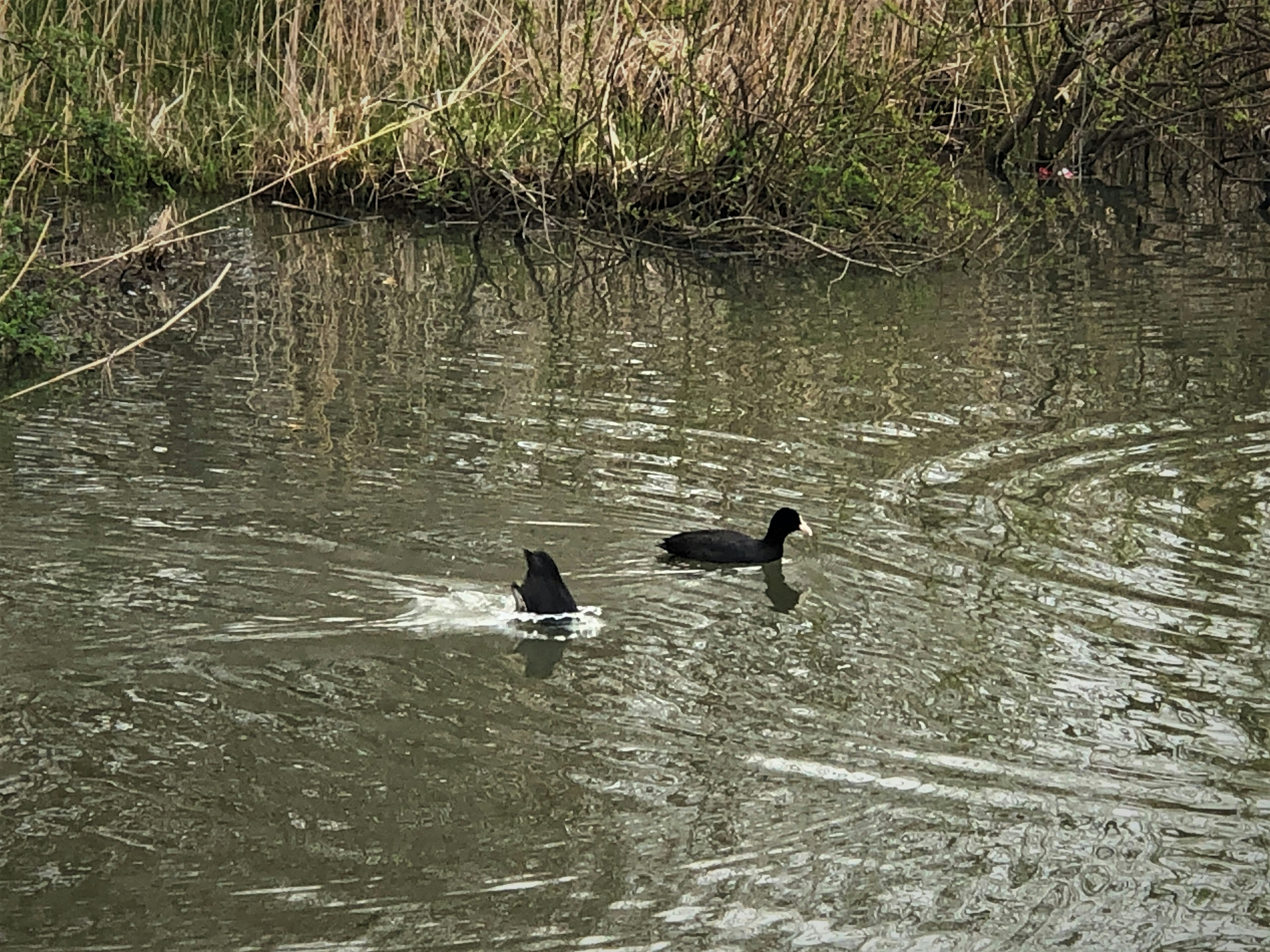 Immagine di due uccelli acquatici che nuotano in uno stagno