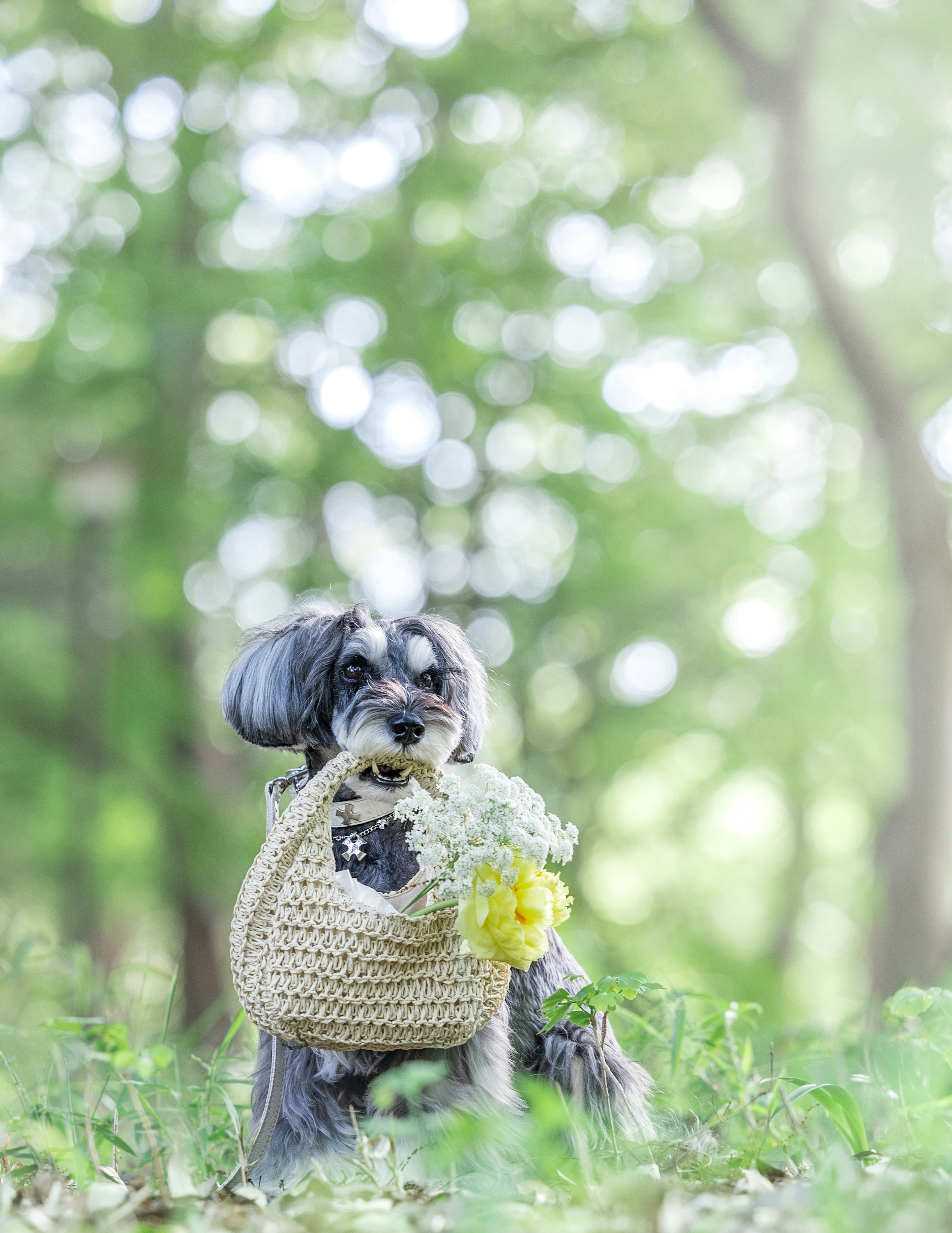 Un perro sosteniendo flores se encuentra en un entorno forestal verde