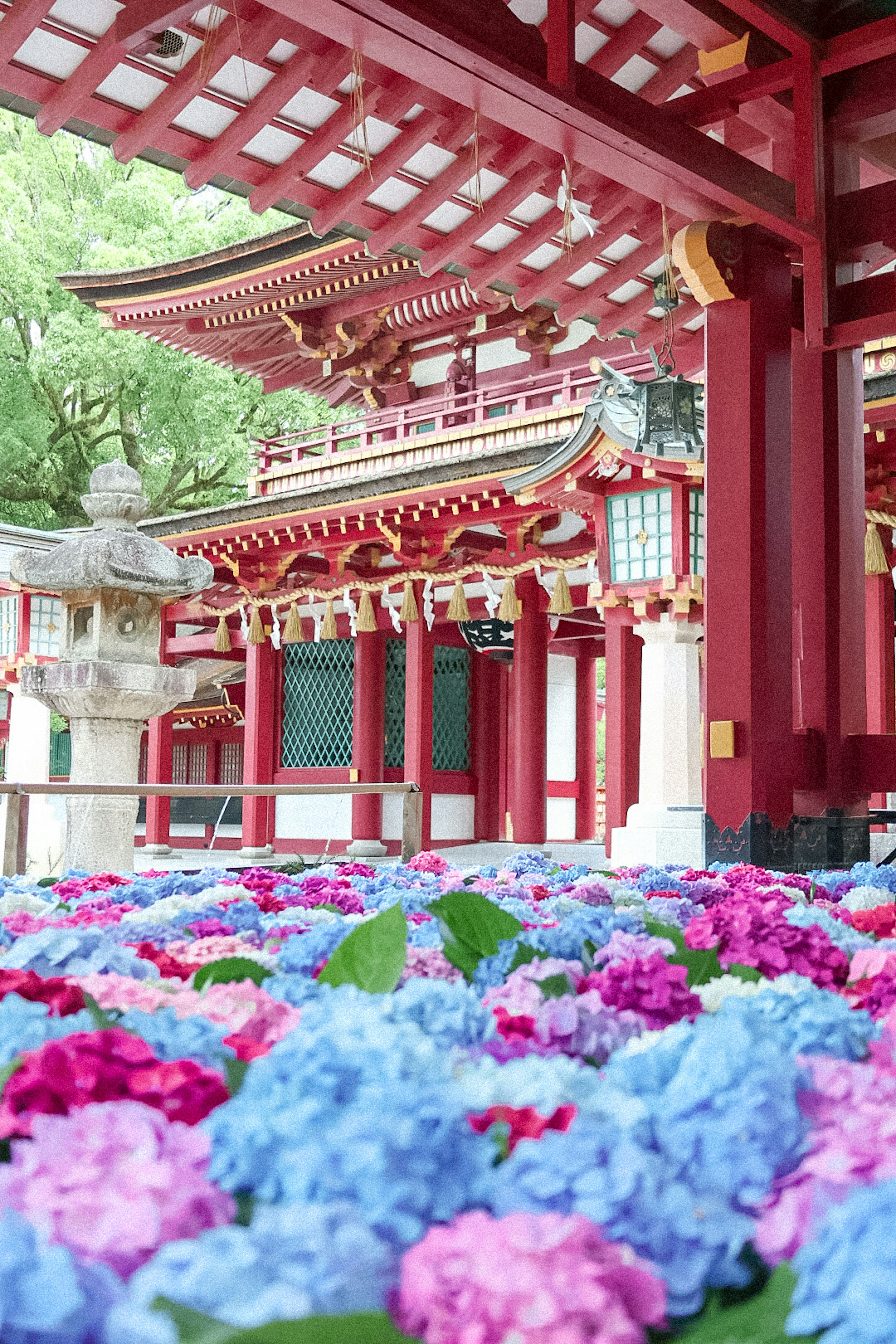 赤い神社と色とりどりのアジサイの花が広がる風景