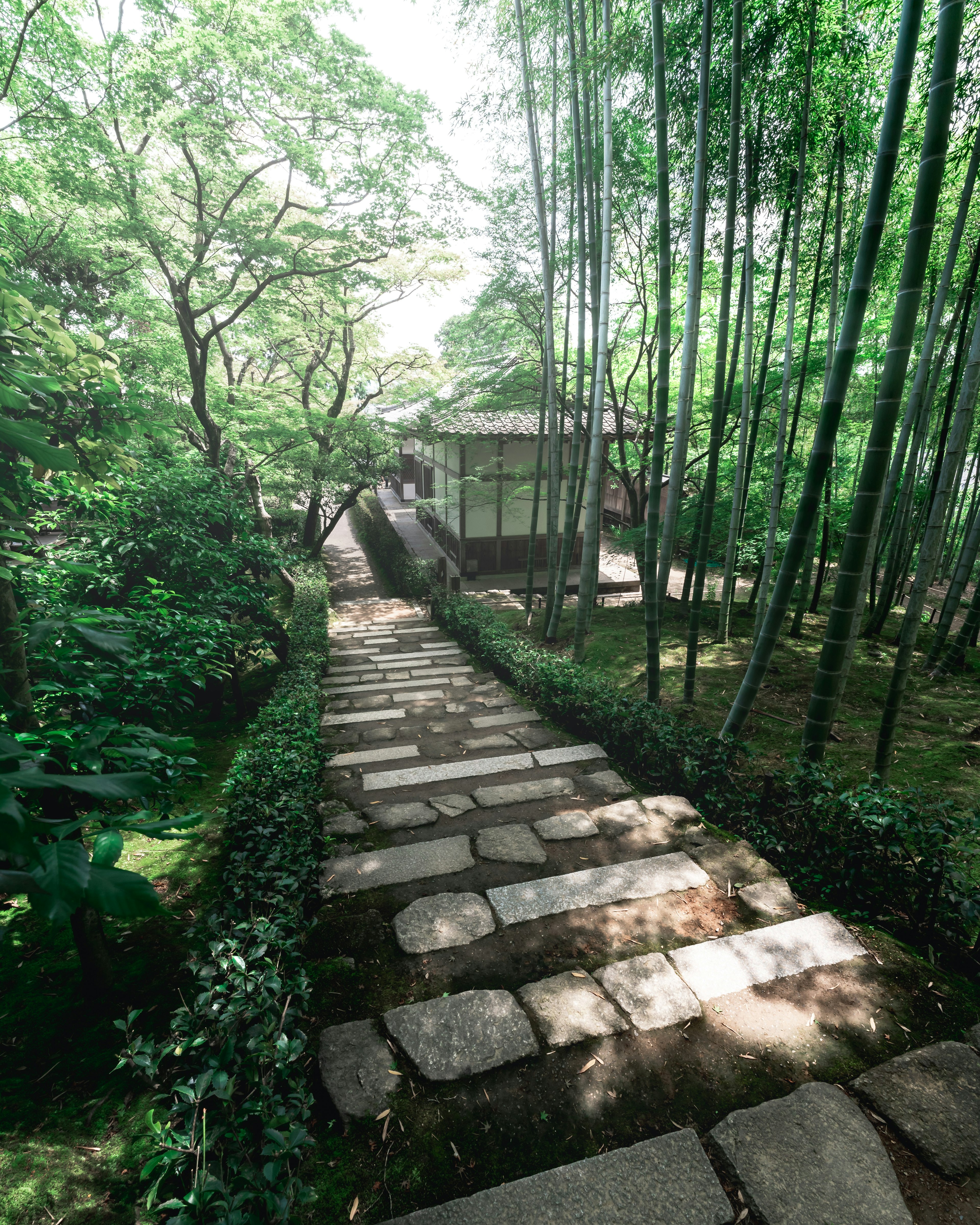 Stone pathway lined with greenery leading through a bamboo forest