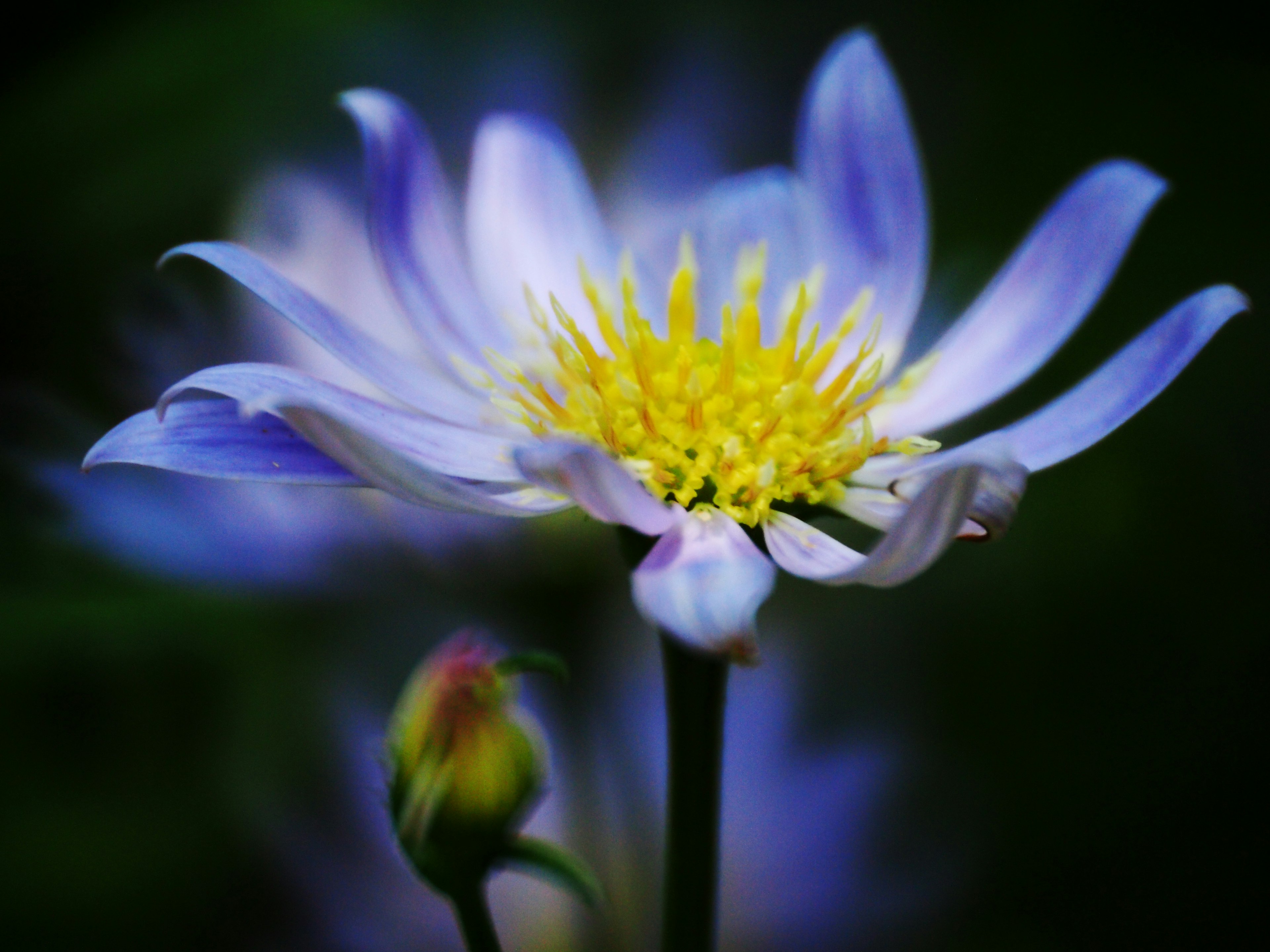 Close-up of a flower with blue-purple petals and yellow stamens