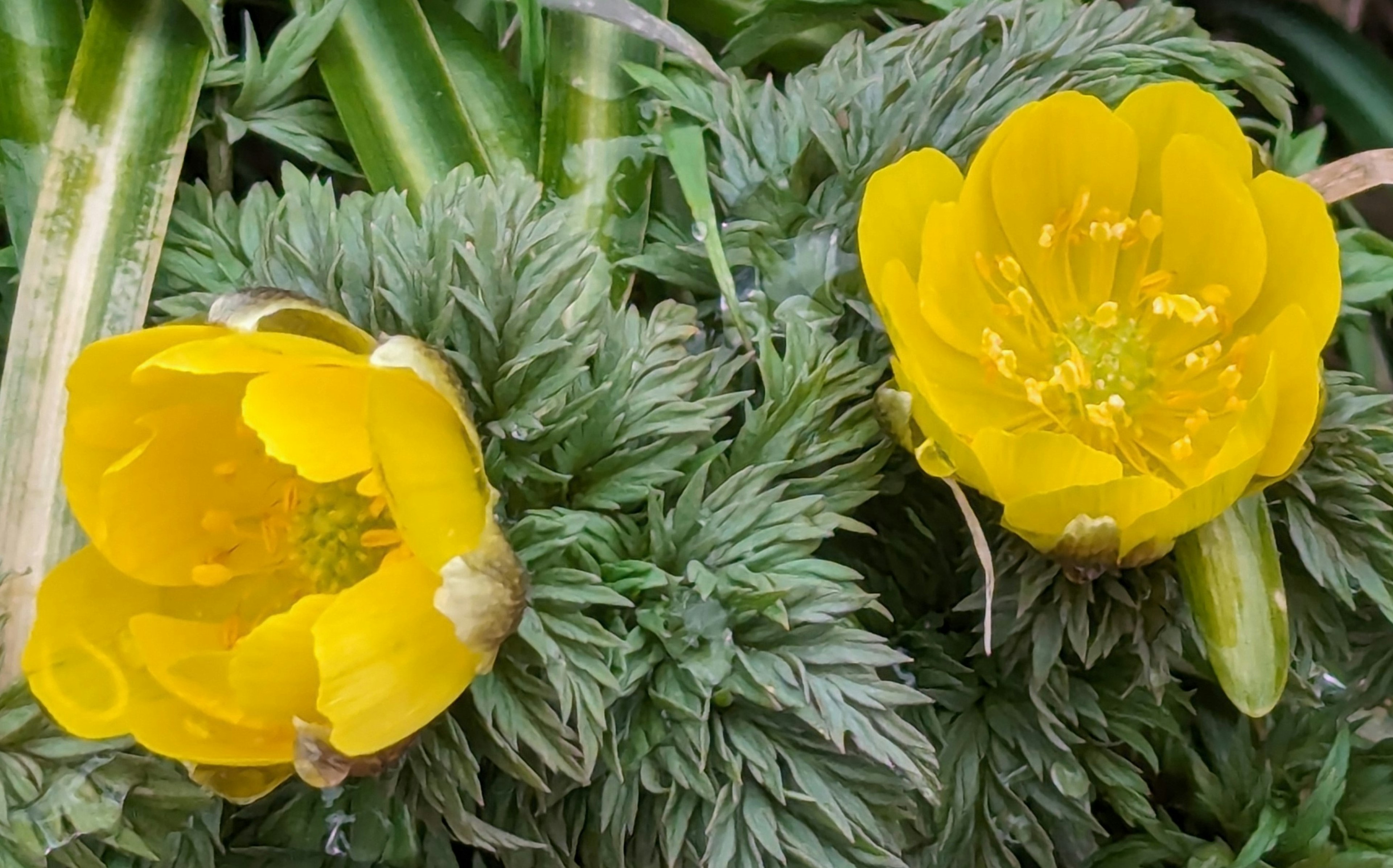 Nahaufnahme von leuchtend gelben Blumen, die auf einer grünen Pflanze blühen